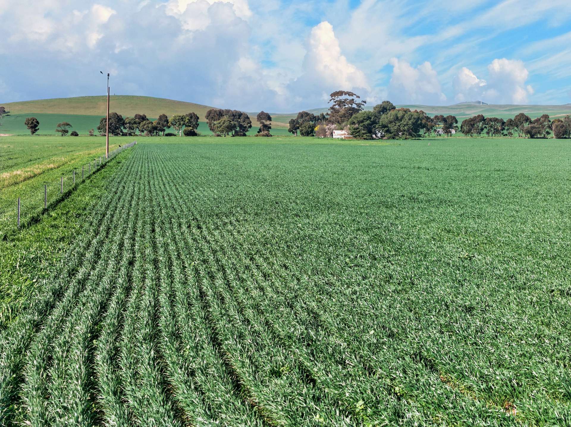 'Lucerne Park' Booborowie Road, Booborowie Auction by Farmbuy.com - image 2