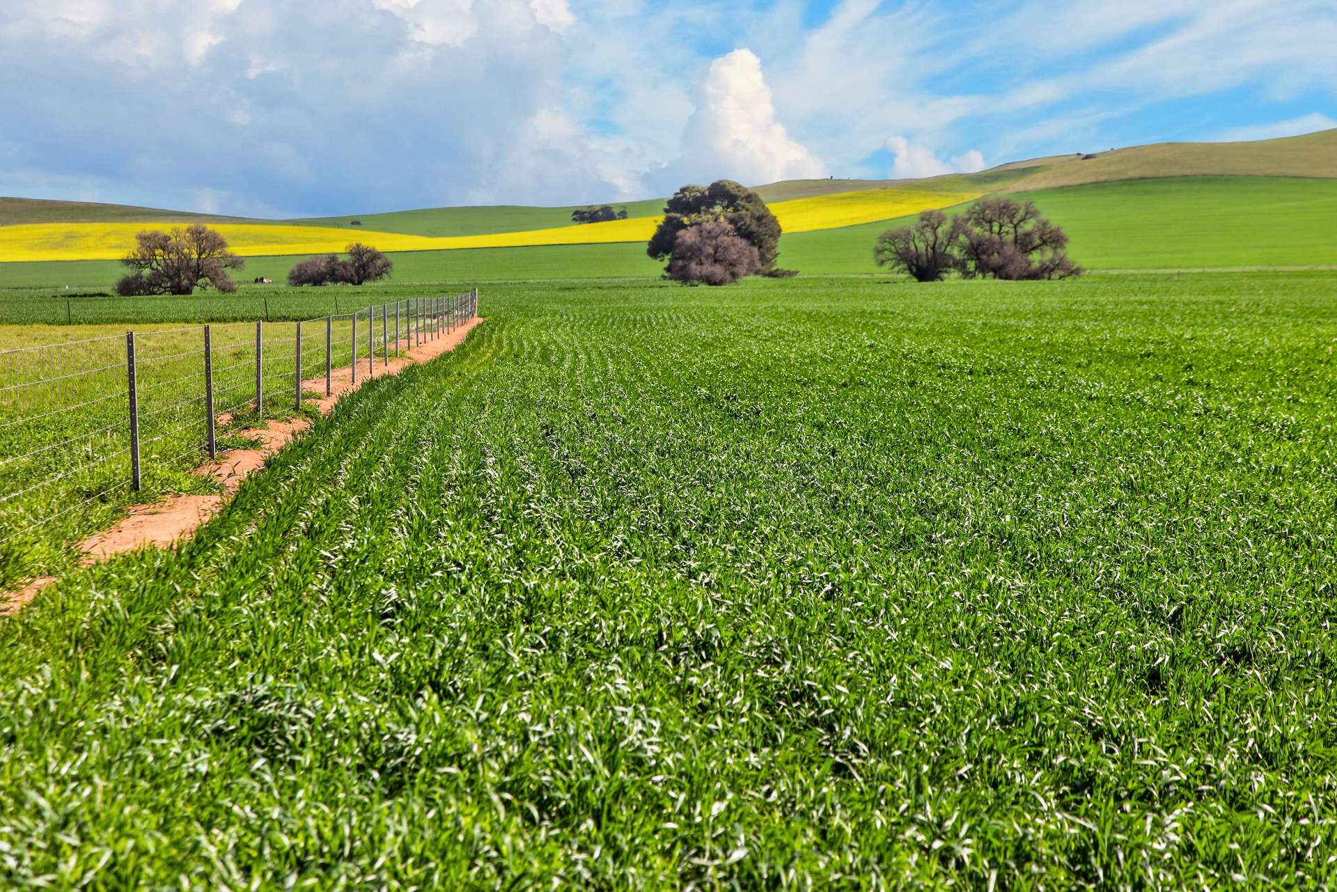 'Lucerne Park' Booborowie Road, Booborowie Auction by Farmbuy.com - image 8