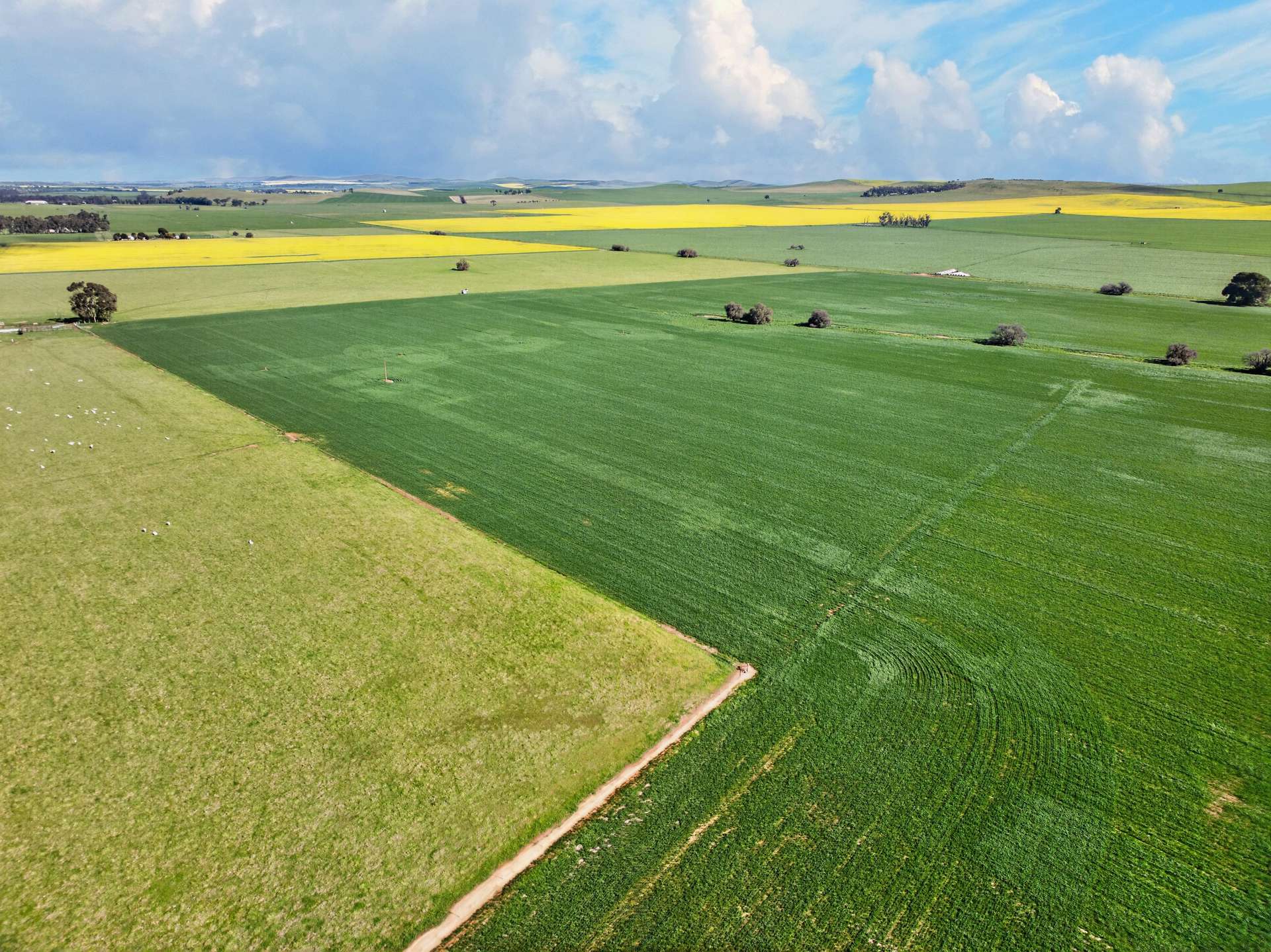 'Lucerne Park' Booborowie Road, Booborowie Auction by Farmbuy.com - image 6