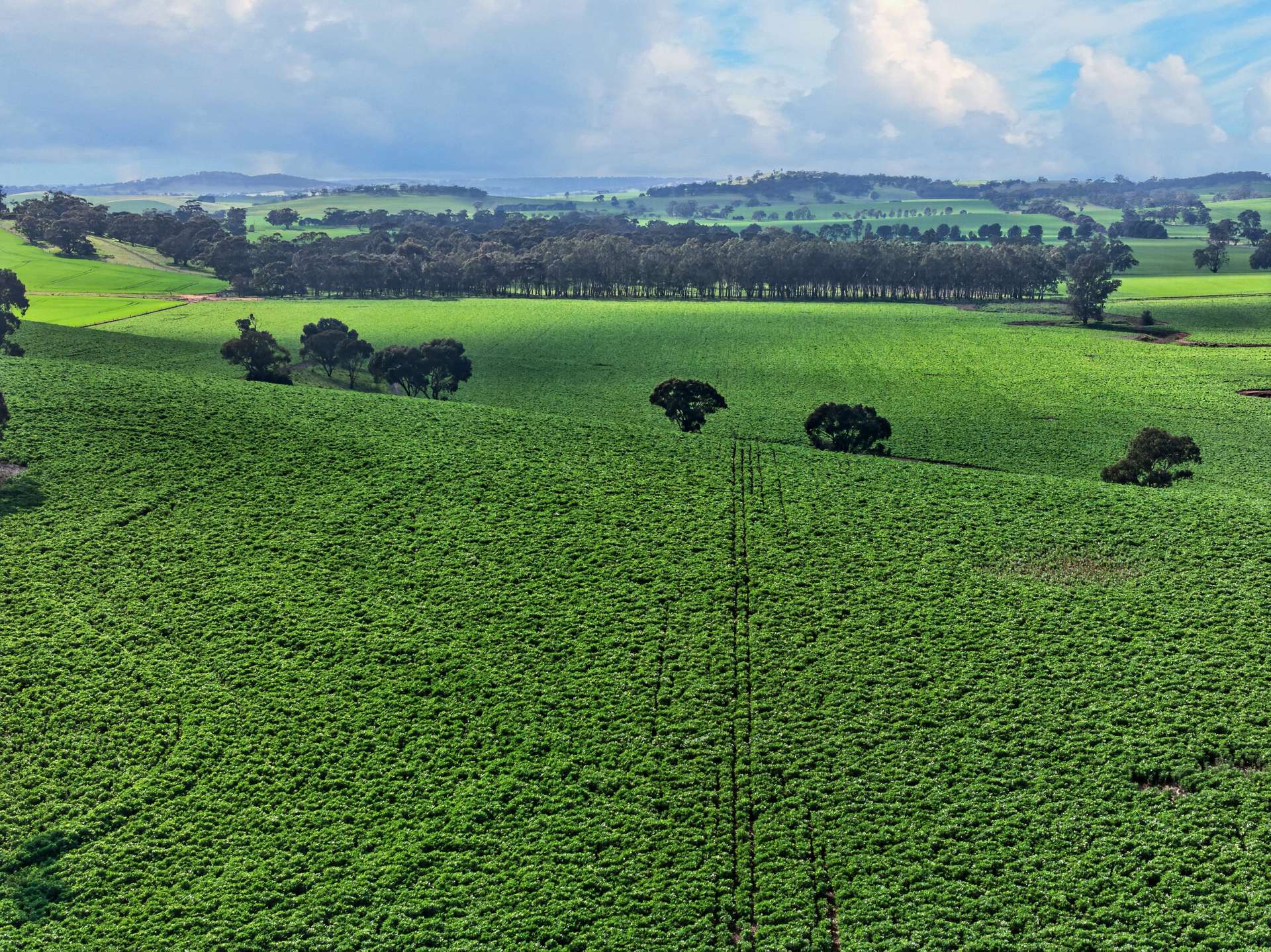 'Moores' Moores Road, Auburn Auction by Farmbuy.com - image 8