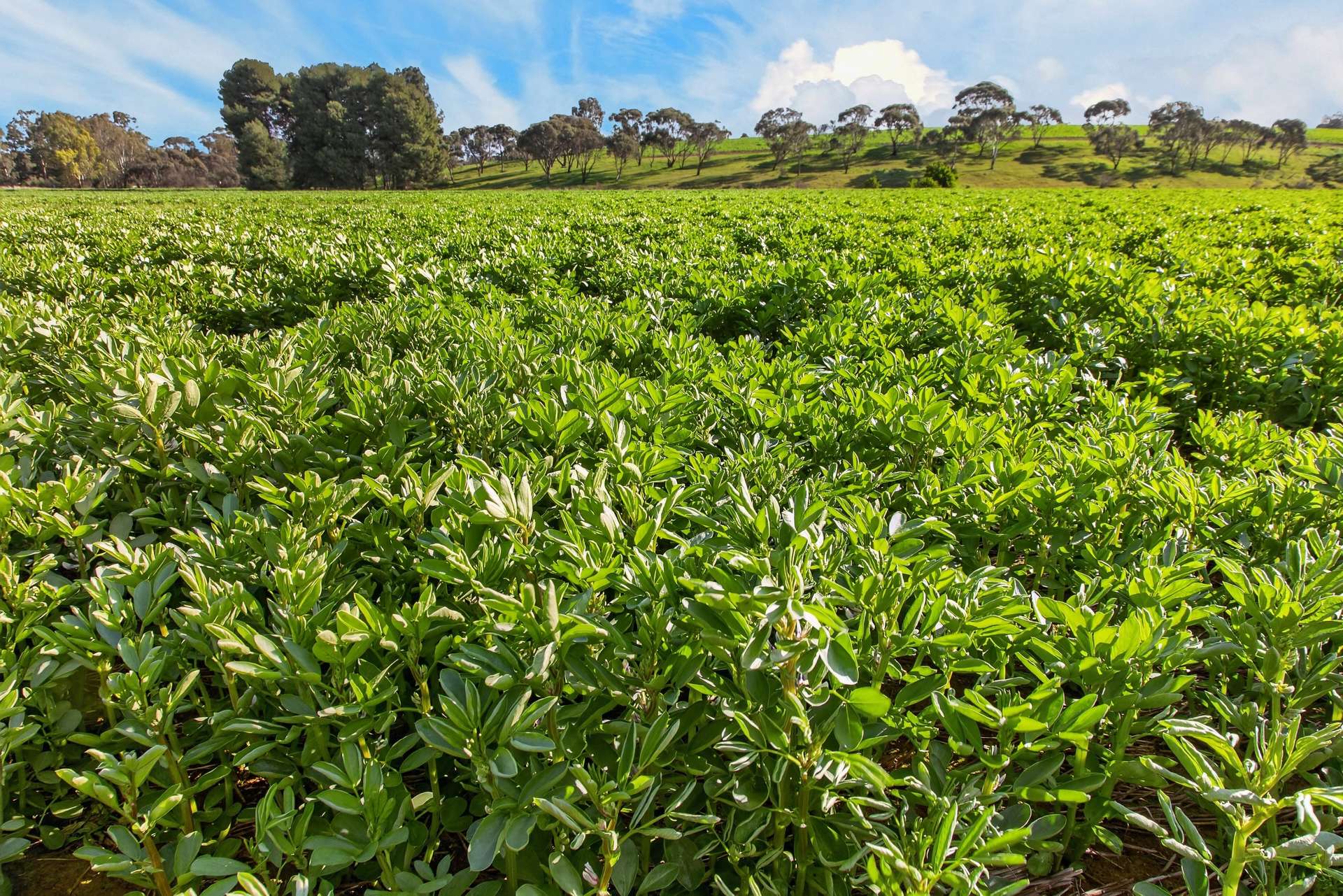 'Moores' Moores Road, Auburn Auction by Farmbuy.com - image 3