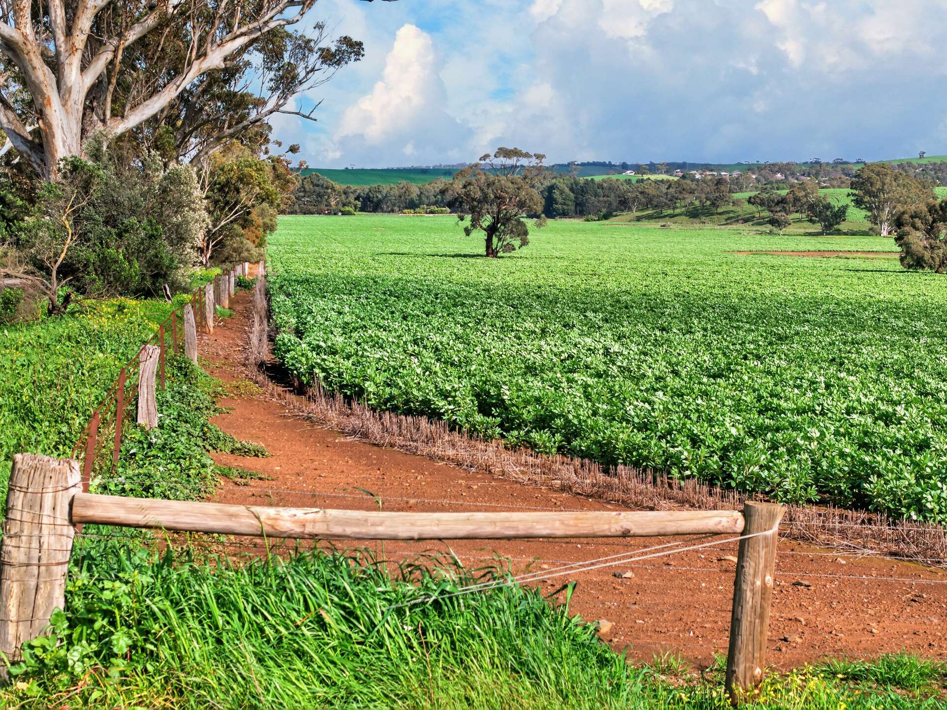 'Moores' Moores Road, Auburn Auction by Farmbuy.com - image 5