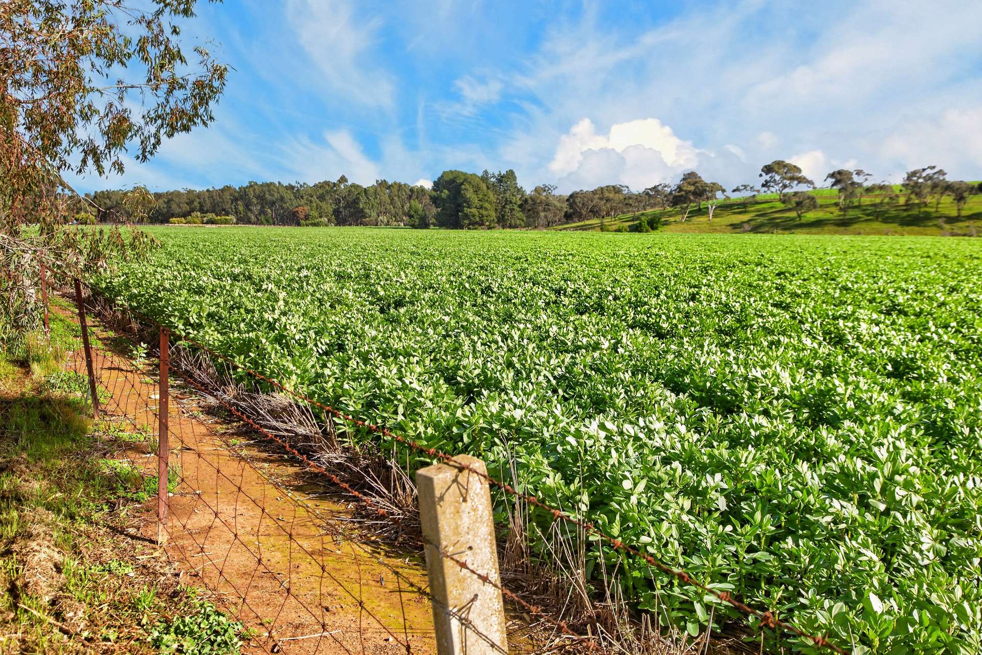 'Moores' Moores Road, Auburn Auction by Farmbuy.com - image 11
