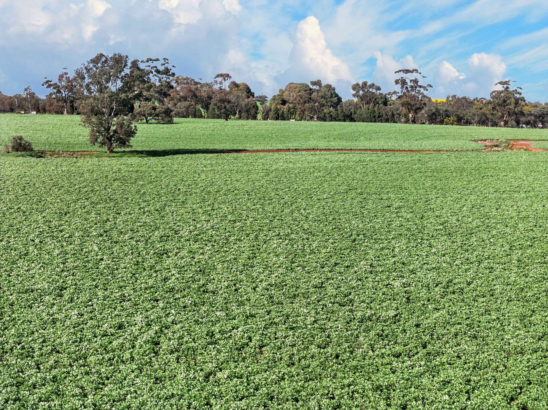 'Moores' Moores Road, Auburn Auction by Farmbuy.com - image 4