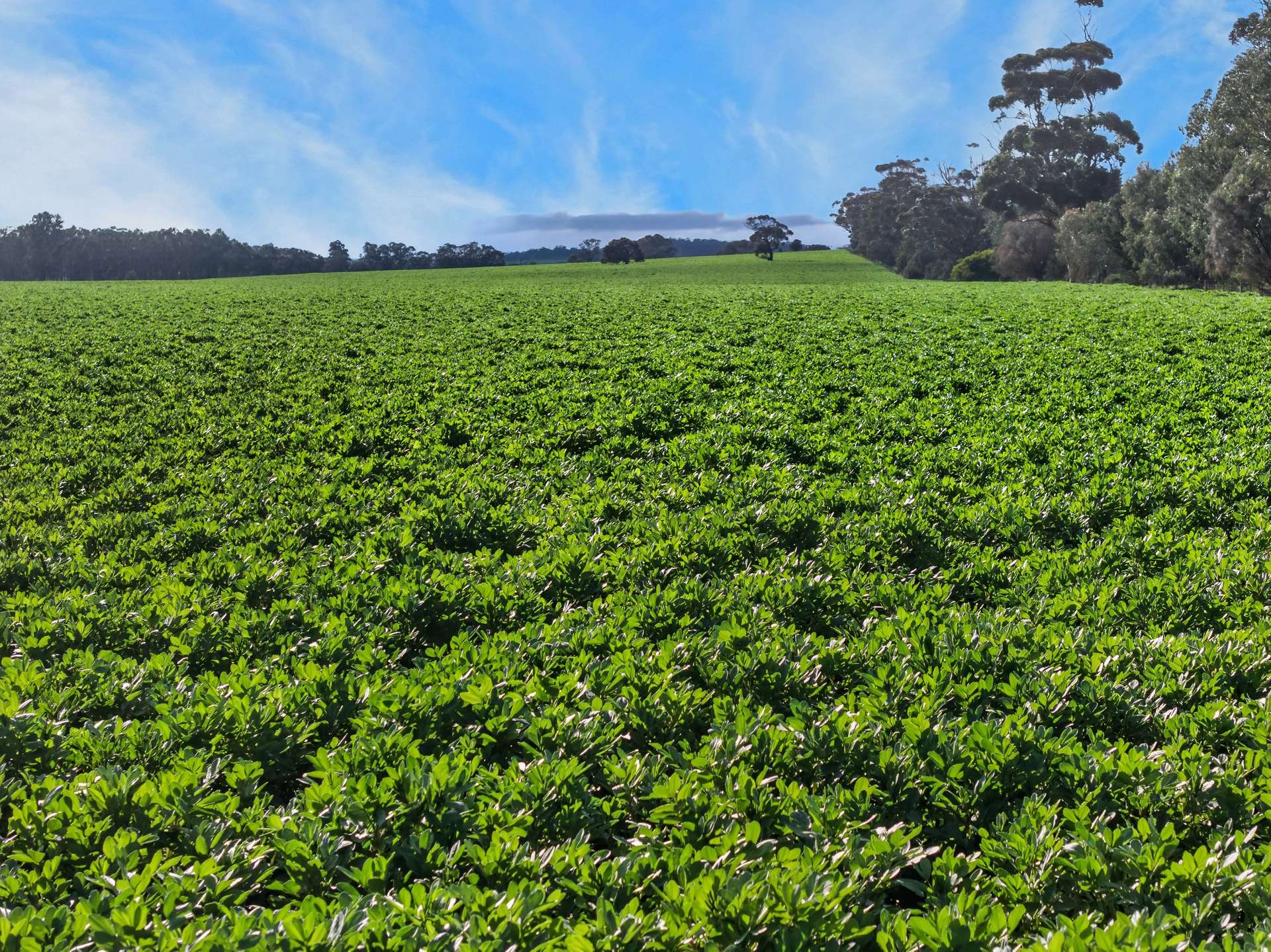 'Moores' Moores Road, Auburn Auction by Farmbuy.com - image 1