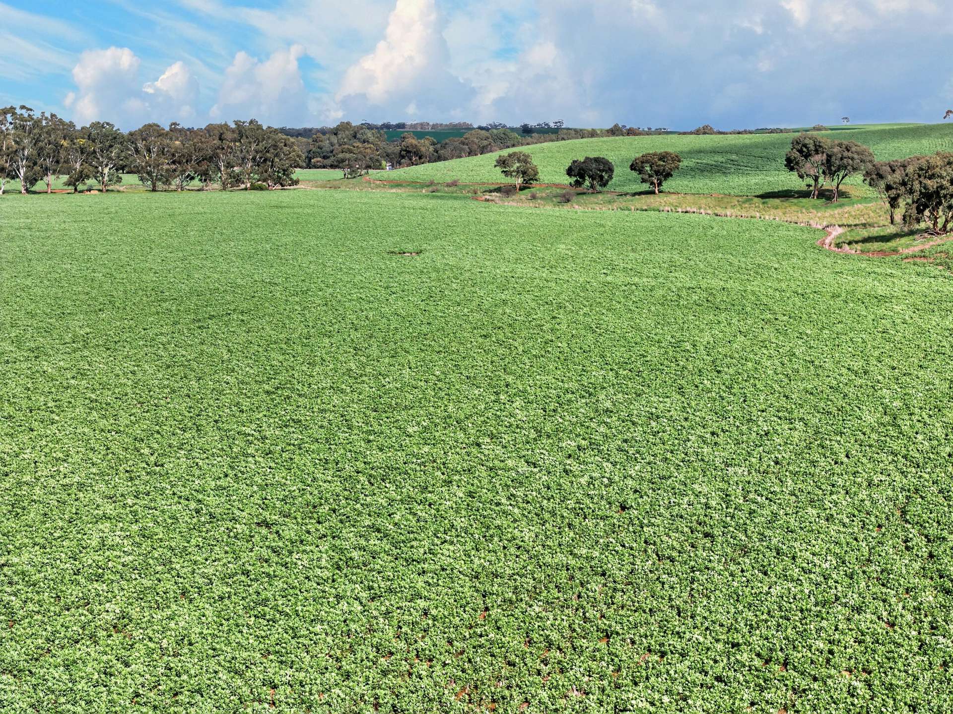 'Moores' Moores Road, Auburn Auction by Farmbuy.com - image 9