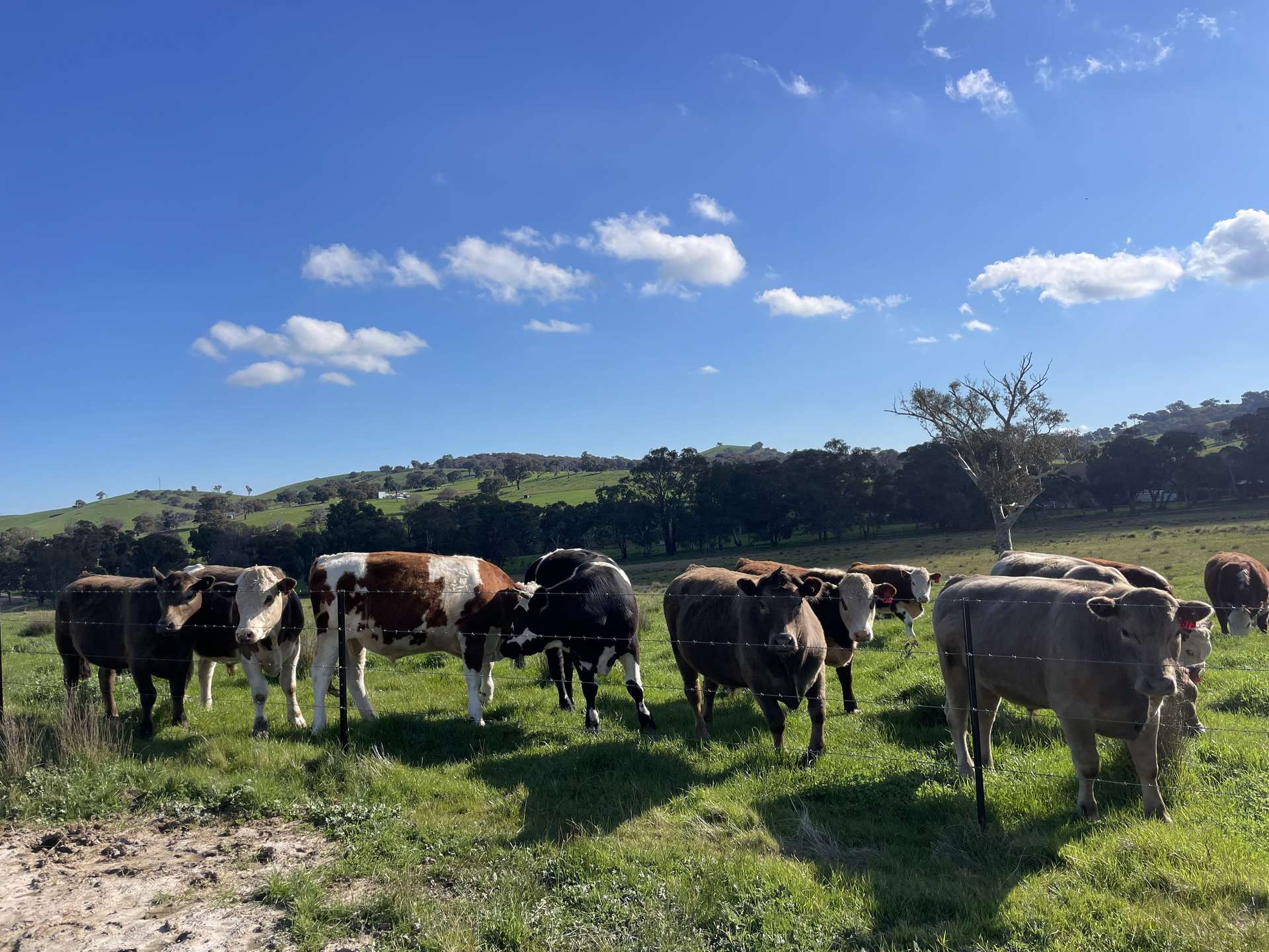 149 Long Tunnel Road, Gundagai For Sale by Farmbuy.com - image 17