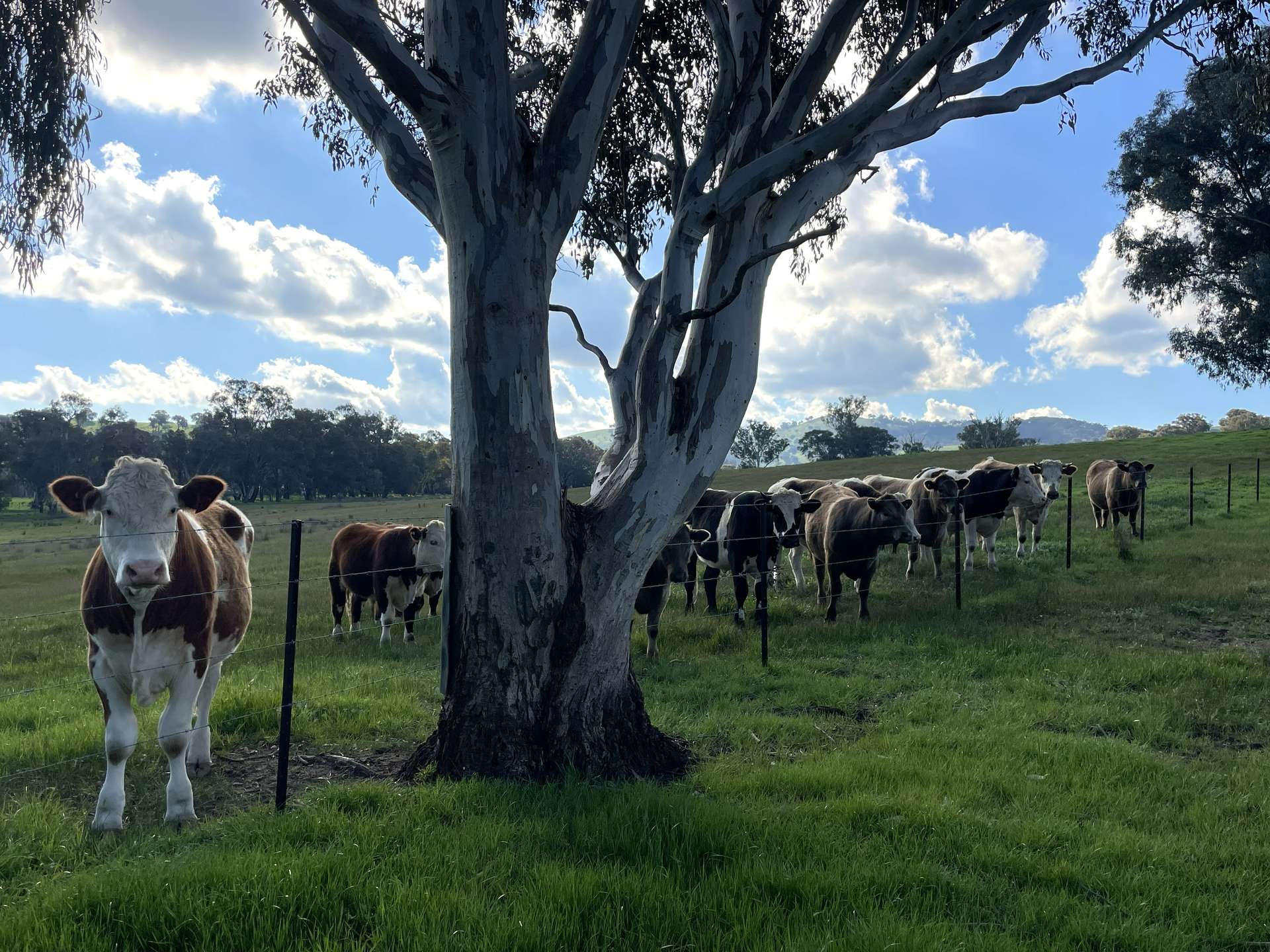 149 Long Tunnel Road, Gundagai For Sale by Farmbuy.com - image 14
