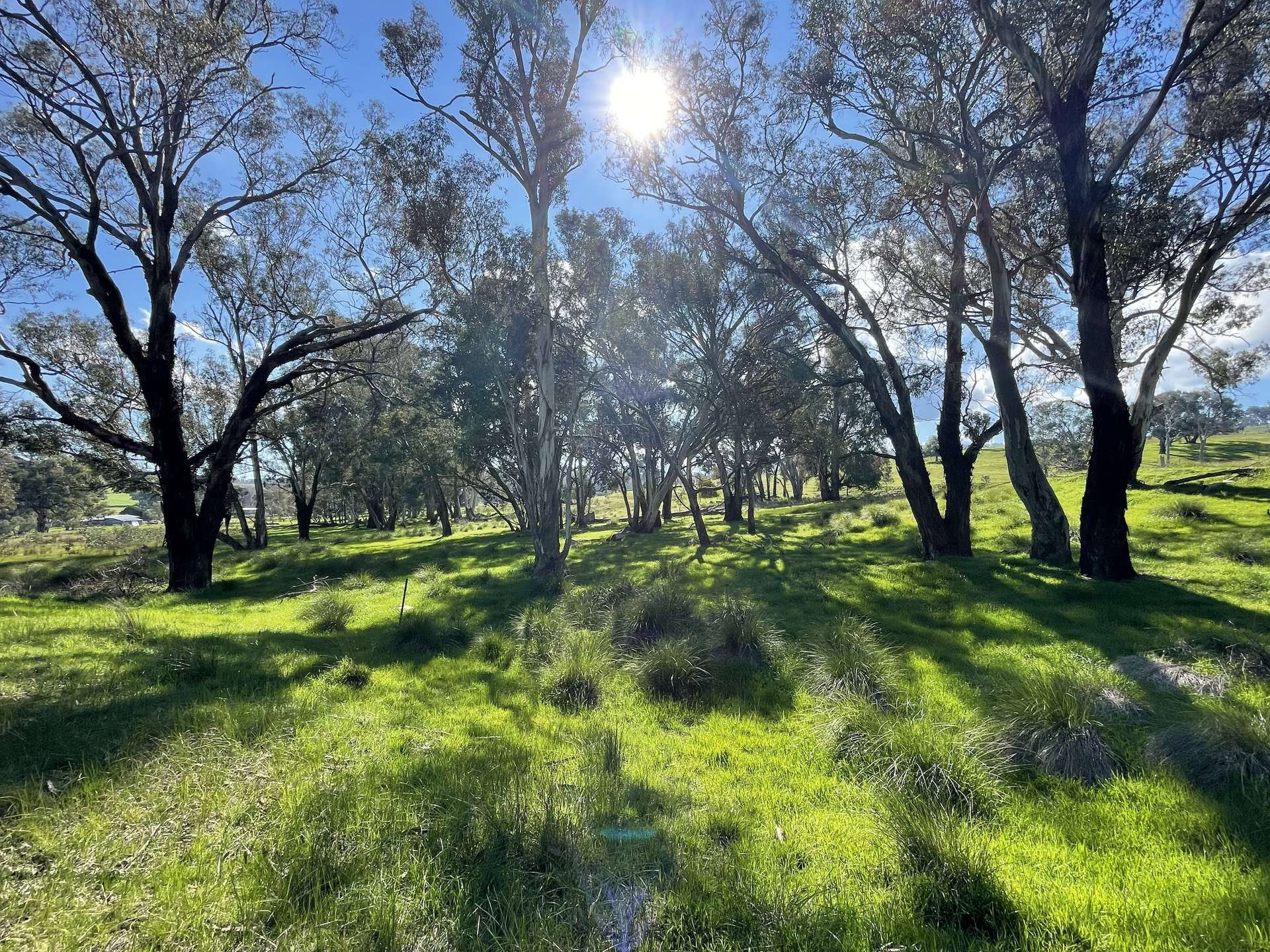 149 Long Tunnel Road, Gundagai For Sale by Farmbuy.com - image 11