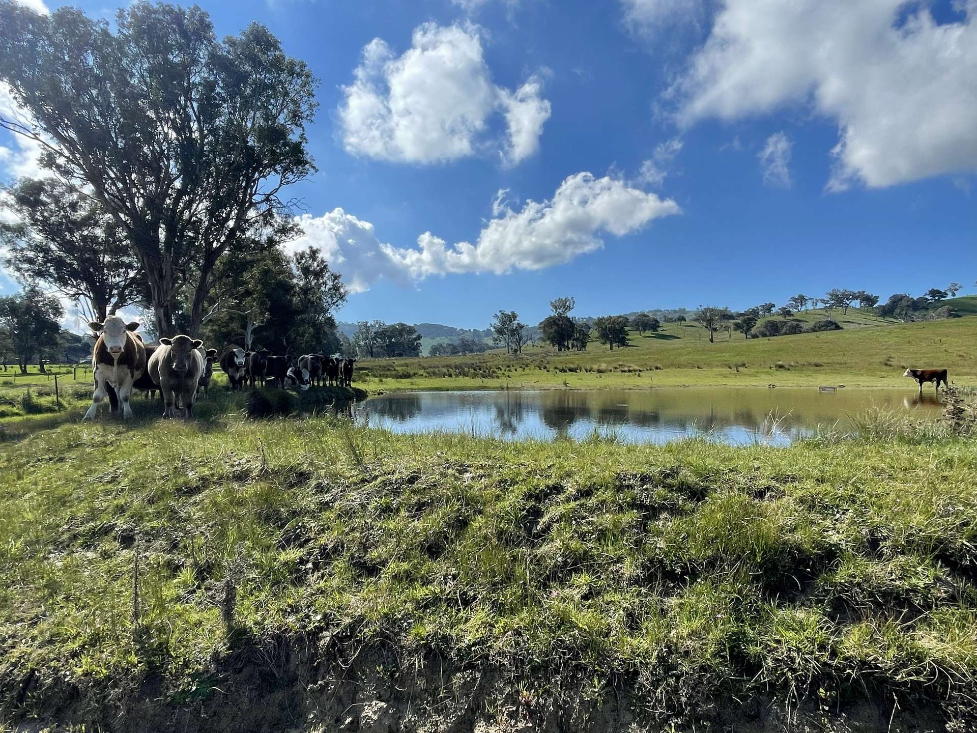 149 Long Tunnel Road, Gundagai For Sale by Farmbuy.com - image 4