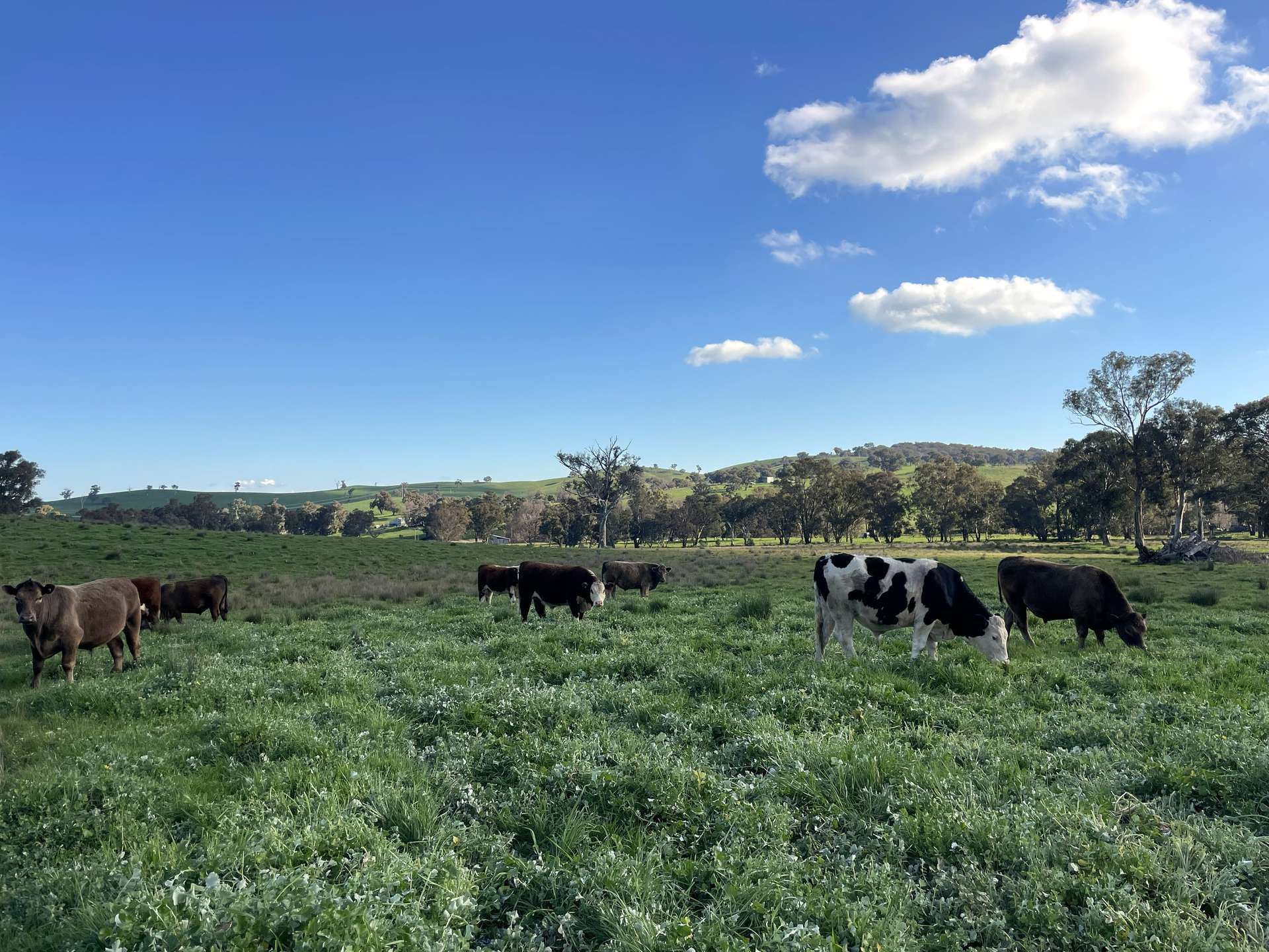 149 Long Tunnel Road, Gundagai For Sale by Farmbuy.com - image 23