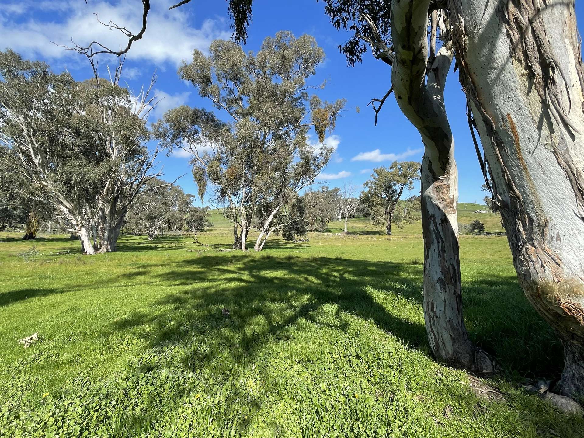 149 Long Tunnel Road, Gundagai For Sale by Farmbuy.com - image 6