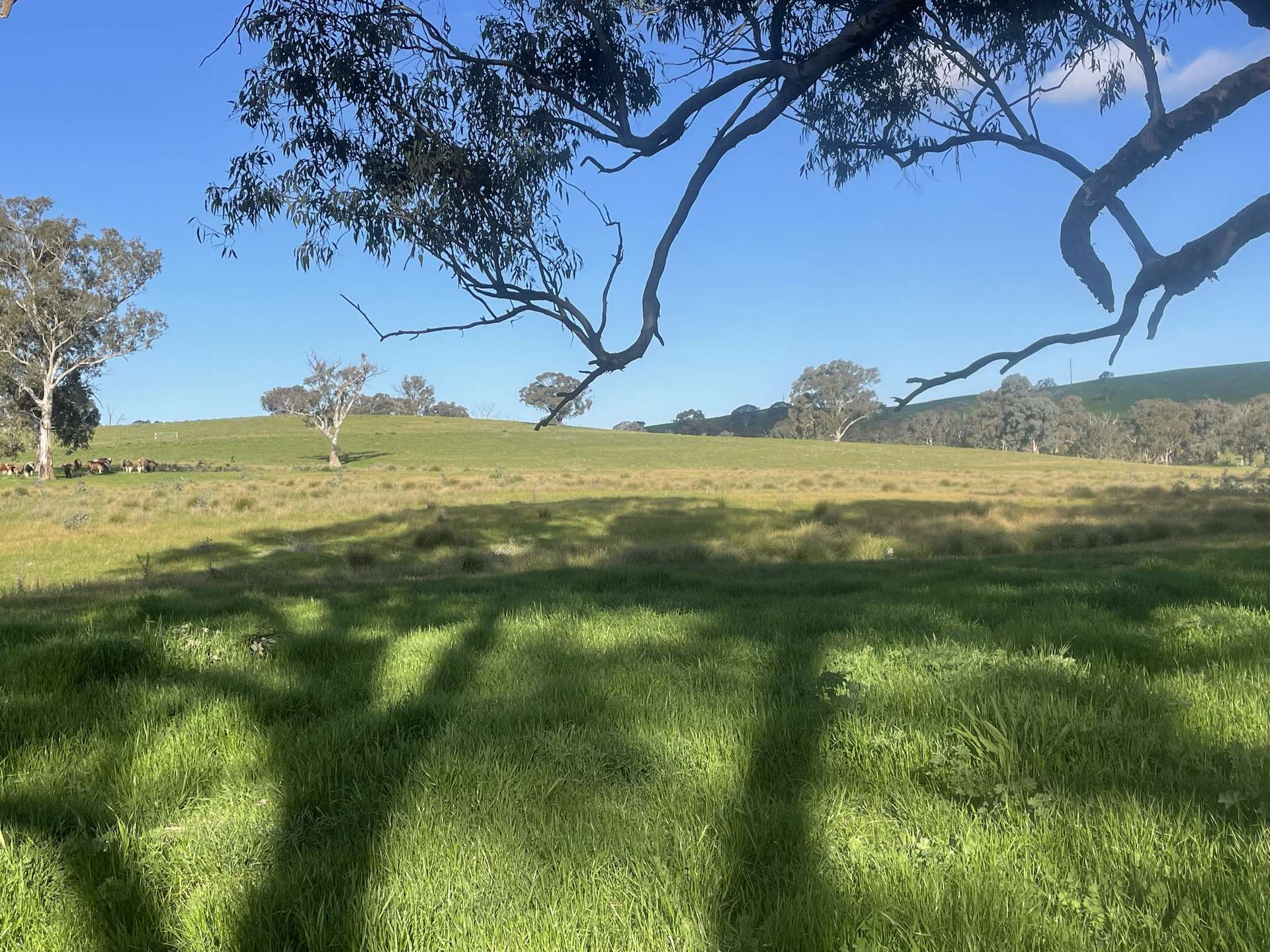 149 Long Tunnel Road, Gundagai For Sale by Farmbuy.com - image 25