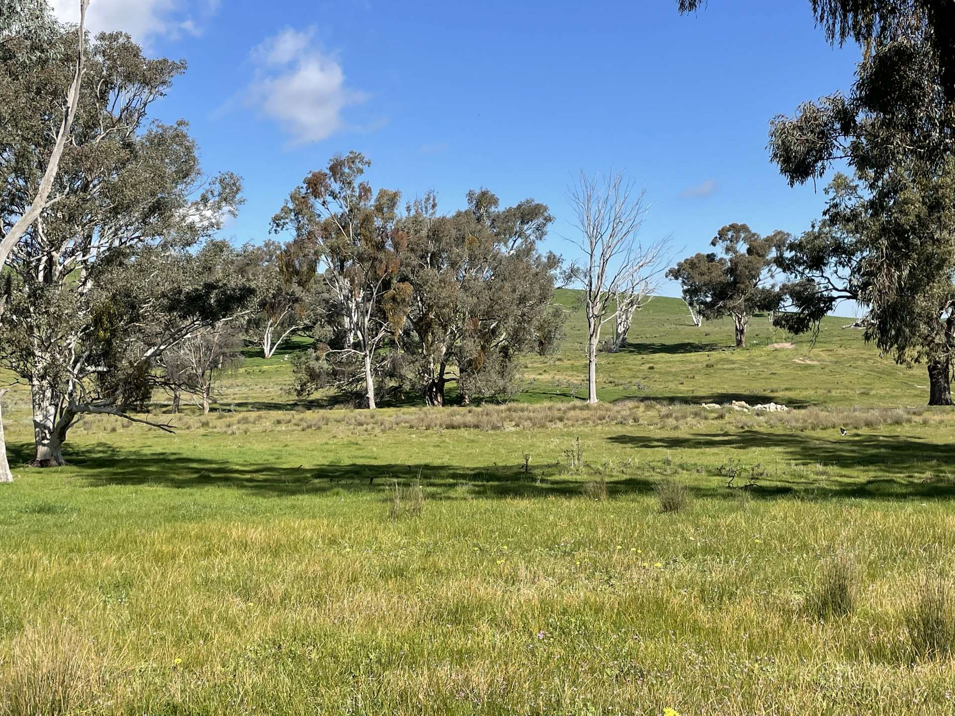 149 Long Tunnel Road, Gundagai For Sale by Farmbuy.com - image 9