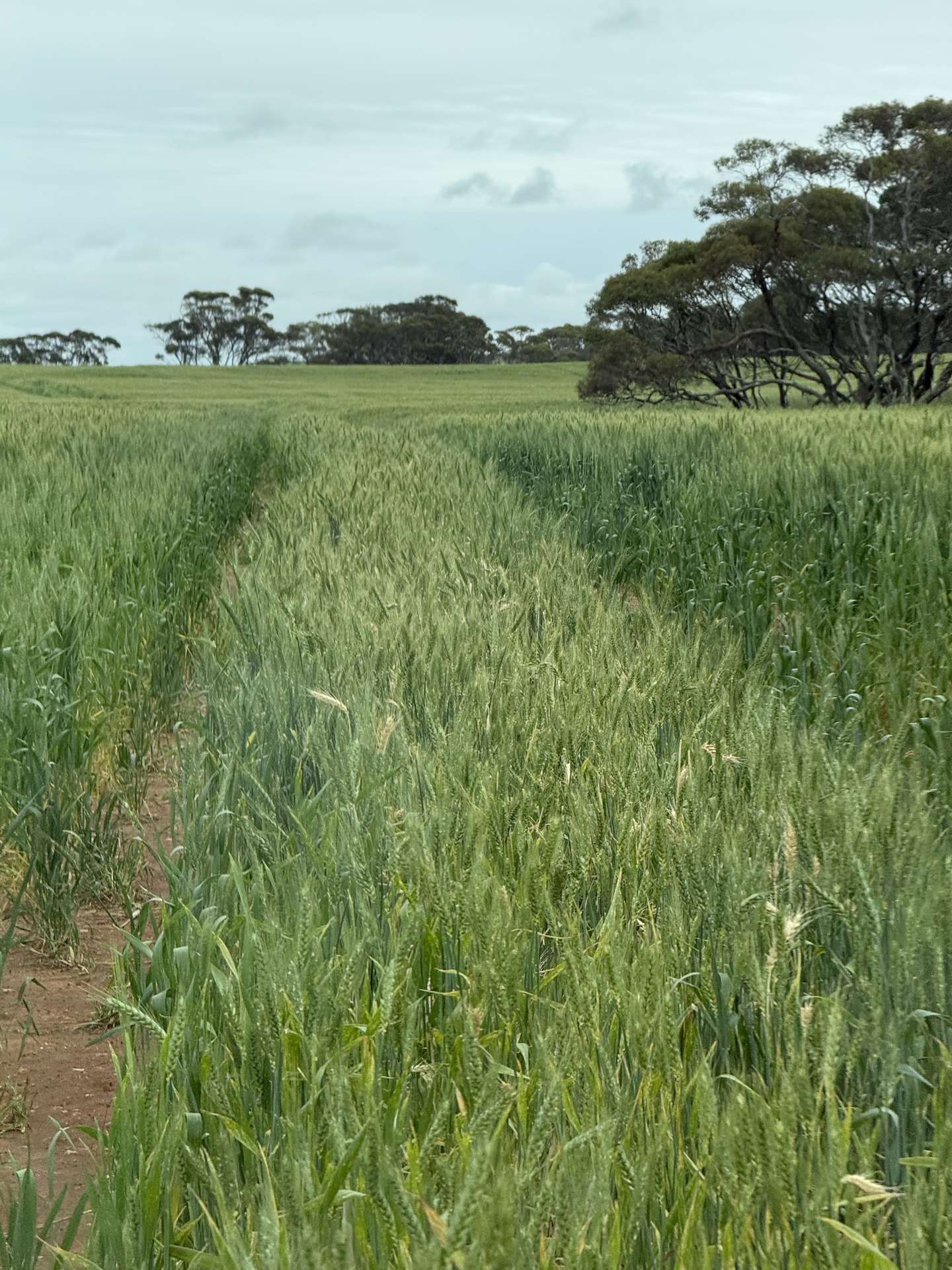 189 Smart Road, Minnipa For Sale by Farmbuy.com - image 3