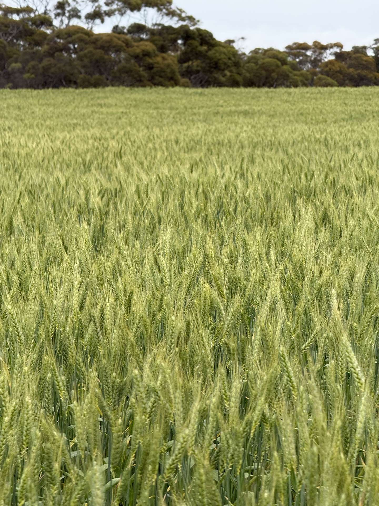 189 Smart Road, Minnipa For Sale by Farmbuy.com - image 4