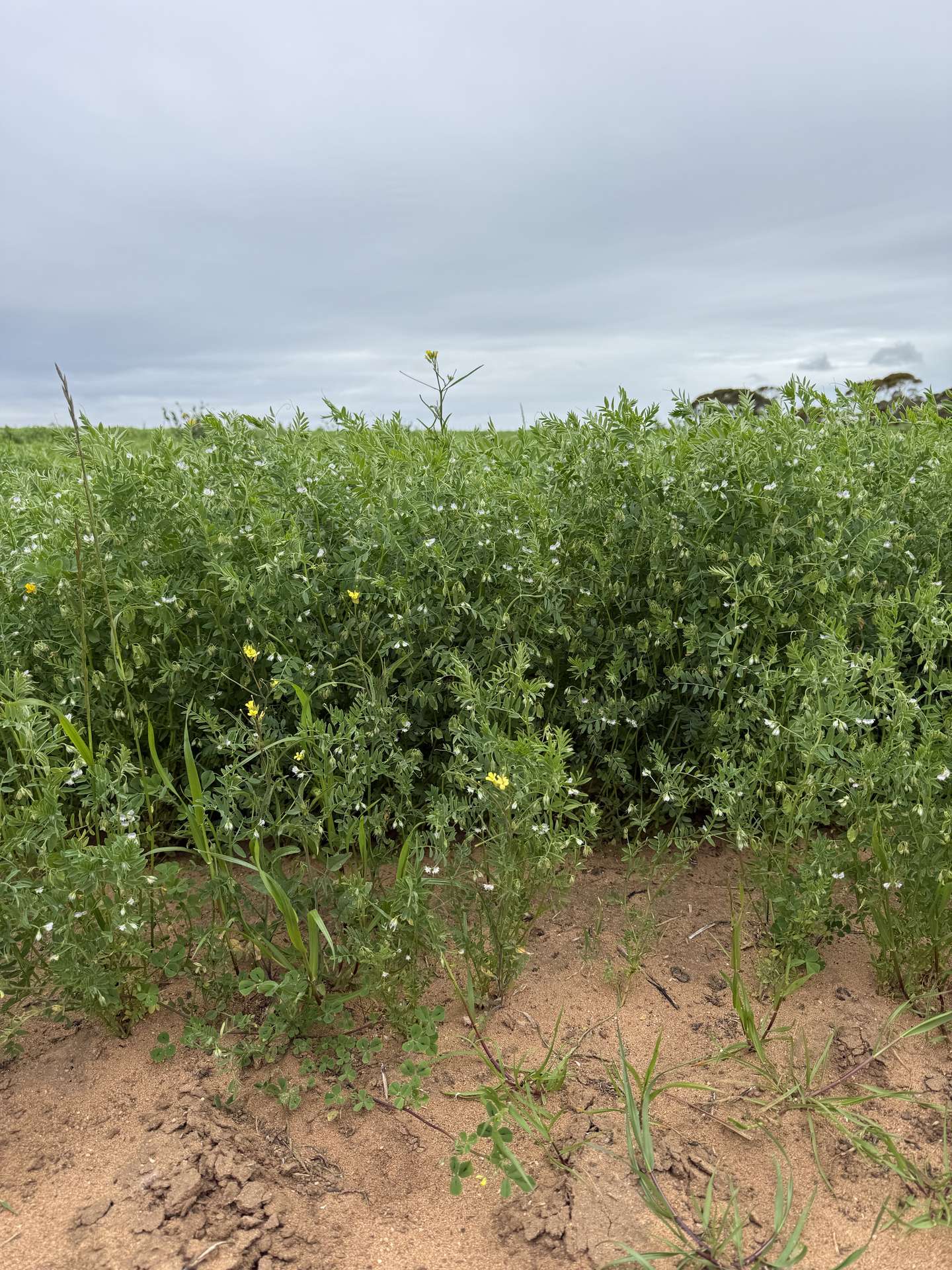 189 Smart Road, Minnipa For Sale by Farmbuy.com - image 6