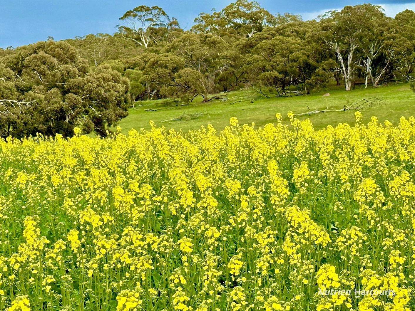 10986 Great Northern Highway, New Norcia For Sale by Farmbuy.com - image 5