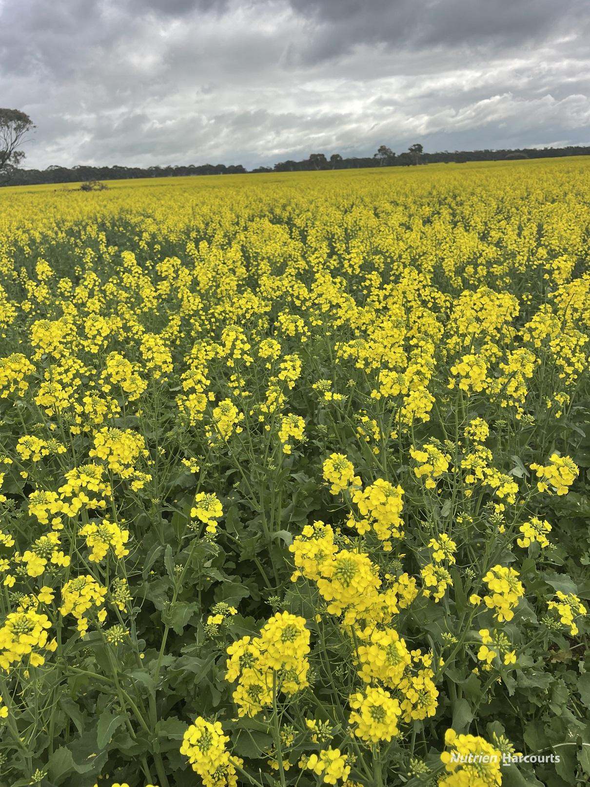 10986 Great Northern Highway, New Norcia For Sale by Farmbuy.com - image 8