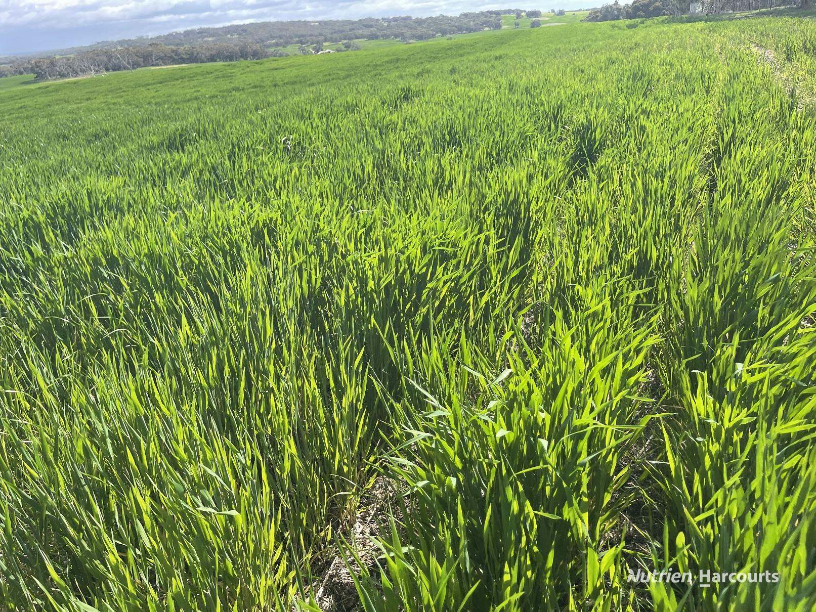 10986 Great Northern Highway, New Norcia For Sale by Farmbuy.com - image 4