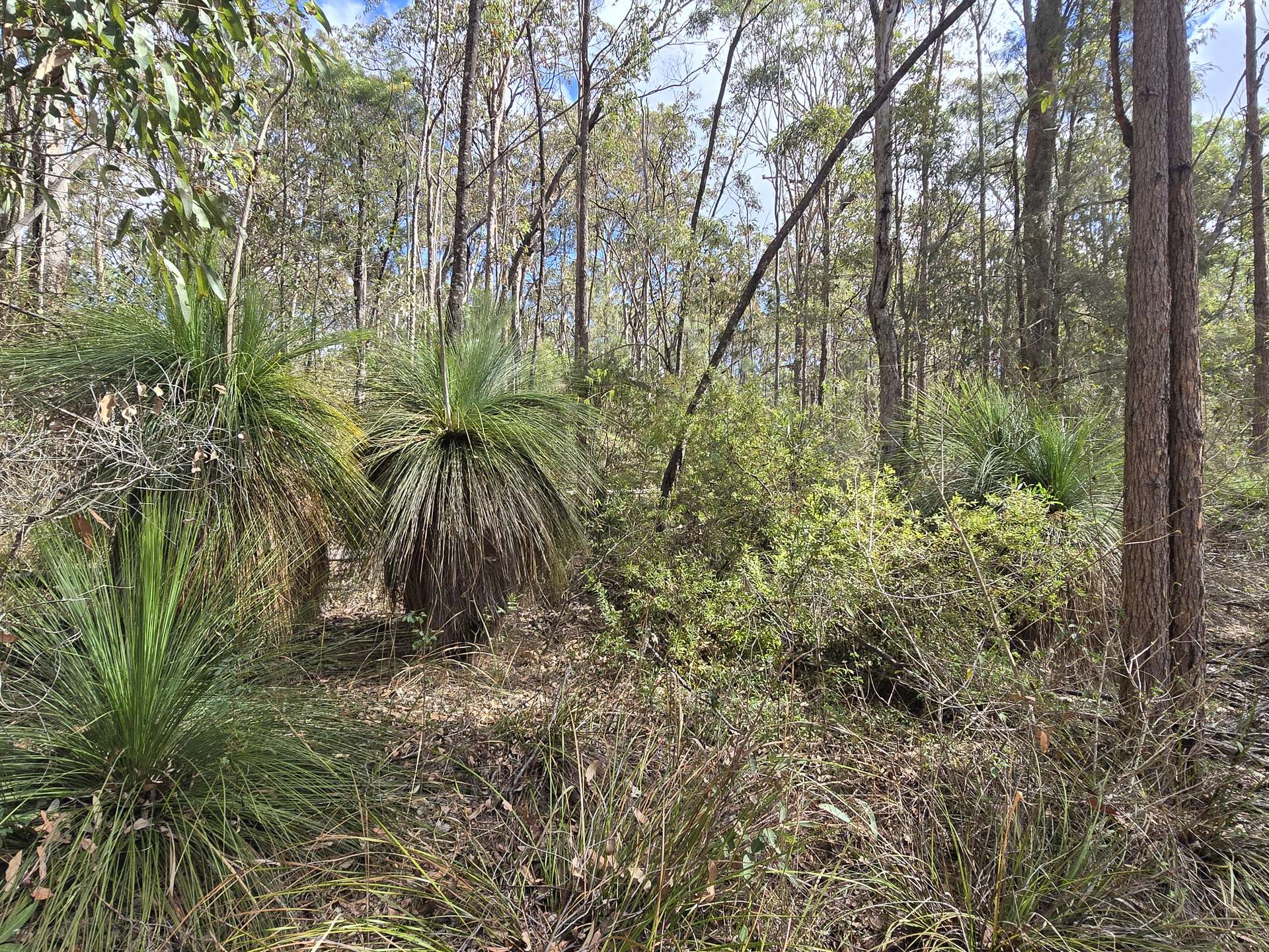 11 Pinnell Road, Crows Nest For Sale by Farmbuy.com - image 8