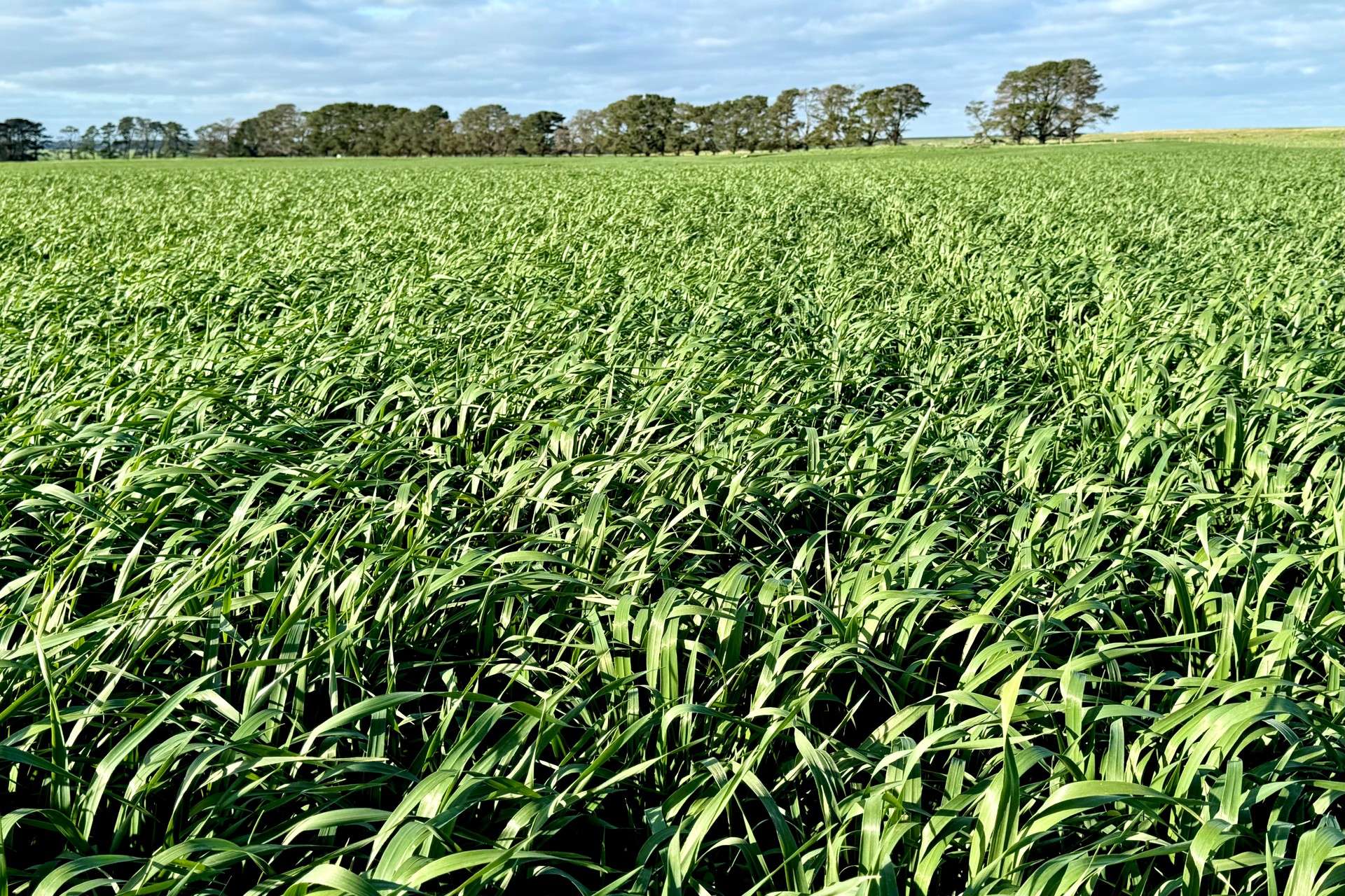 720 Estate Road, Lake Bolac For Sale by Farmbuy.com - image 18