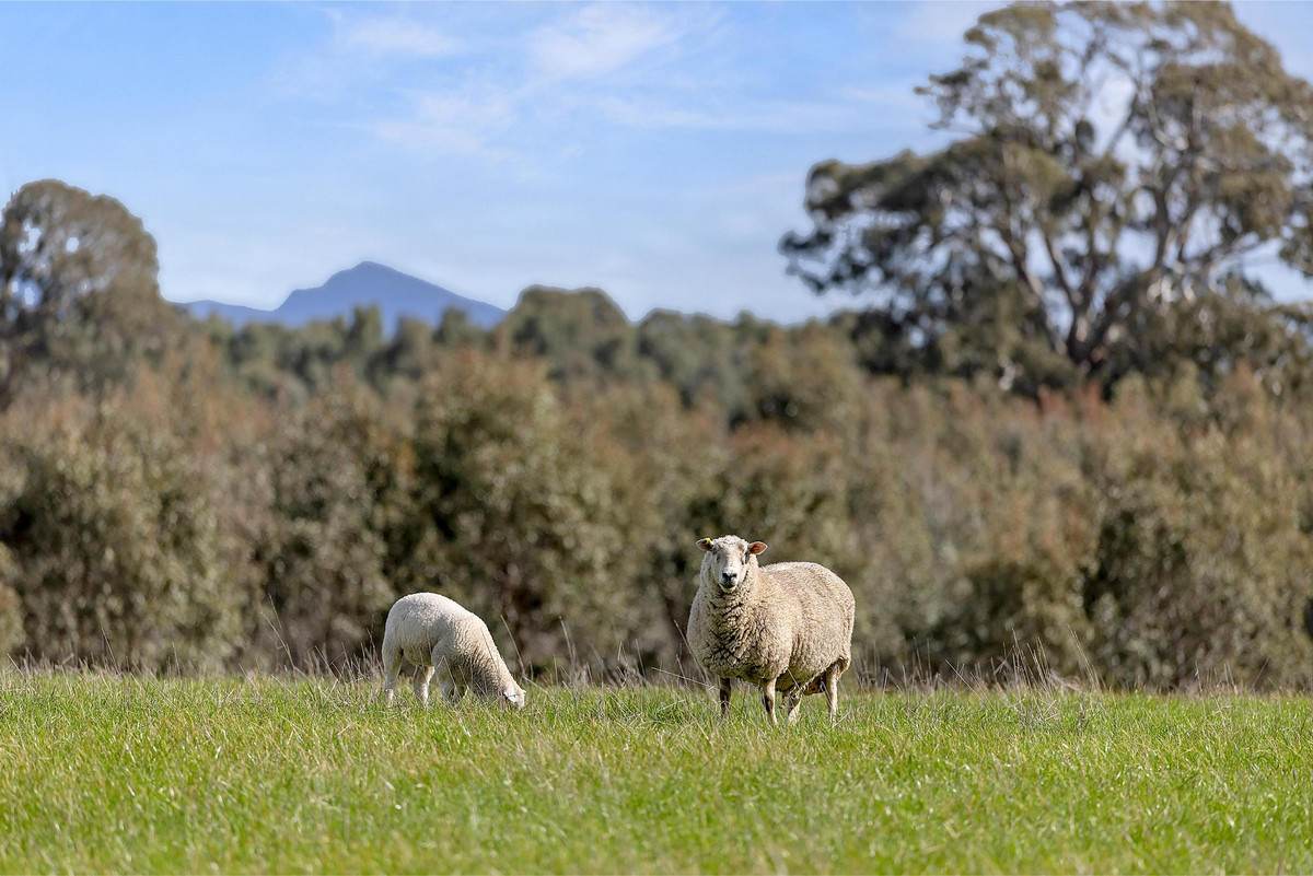 1077 Yarram Gap Road, Willaura Auction by Farmbuy.com - image 10