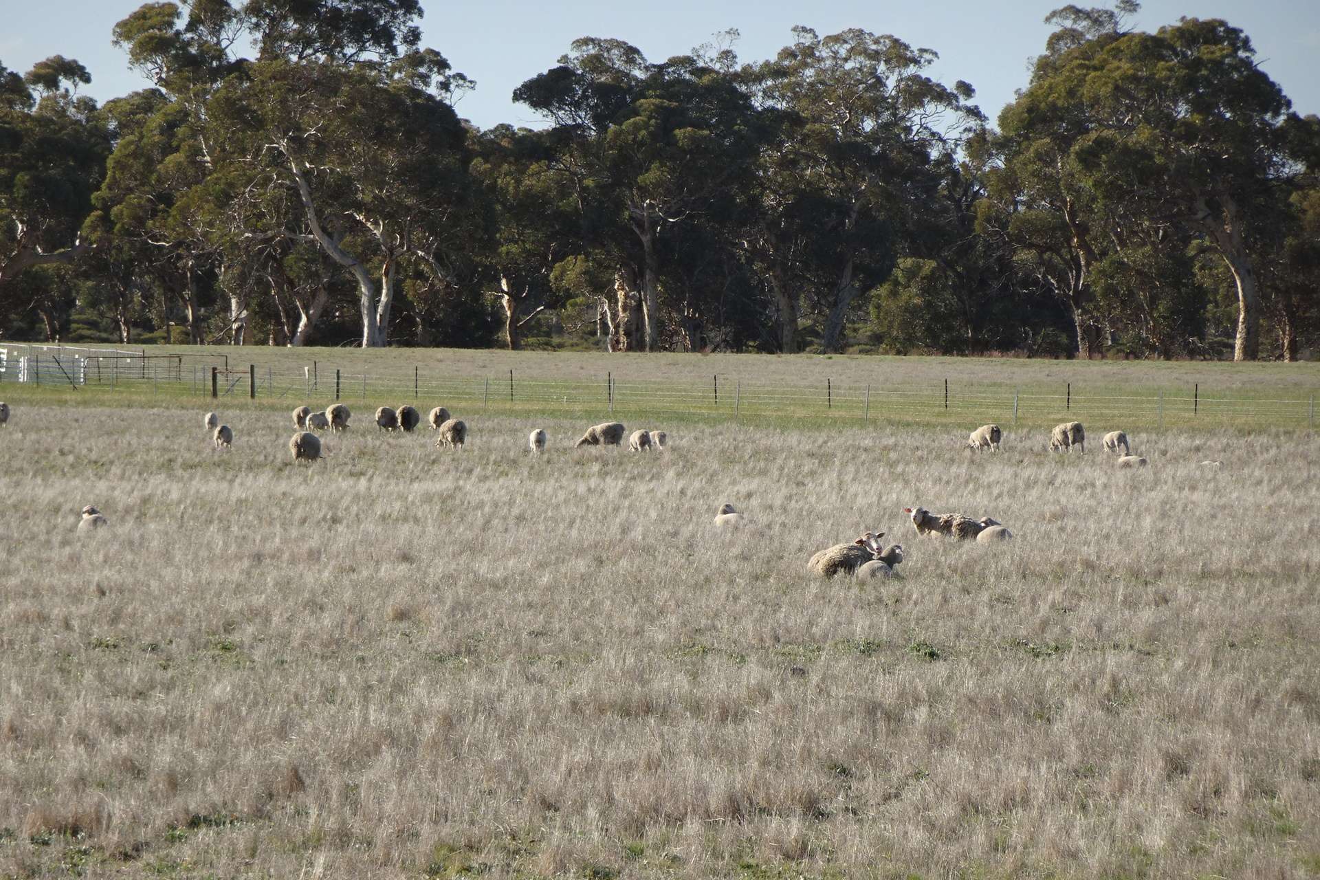 Lot 702 Dale Kokeby Road, Kokeby For Sale by Farmbuy.com - image 1