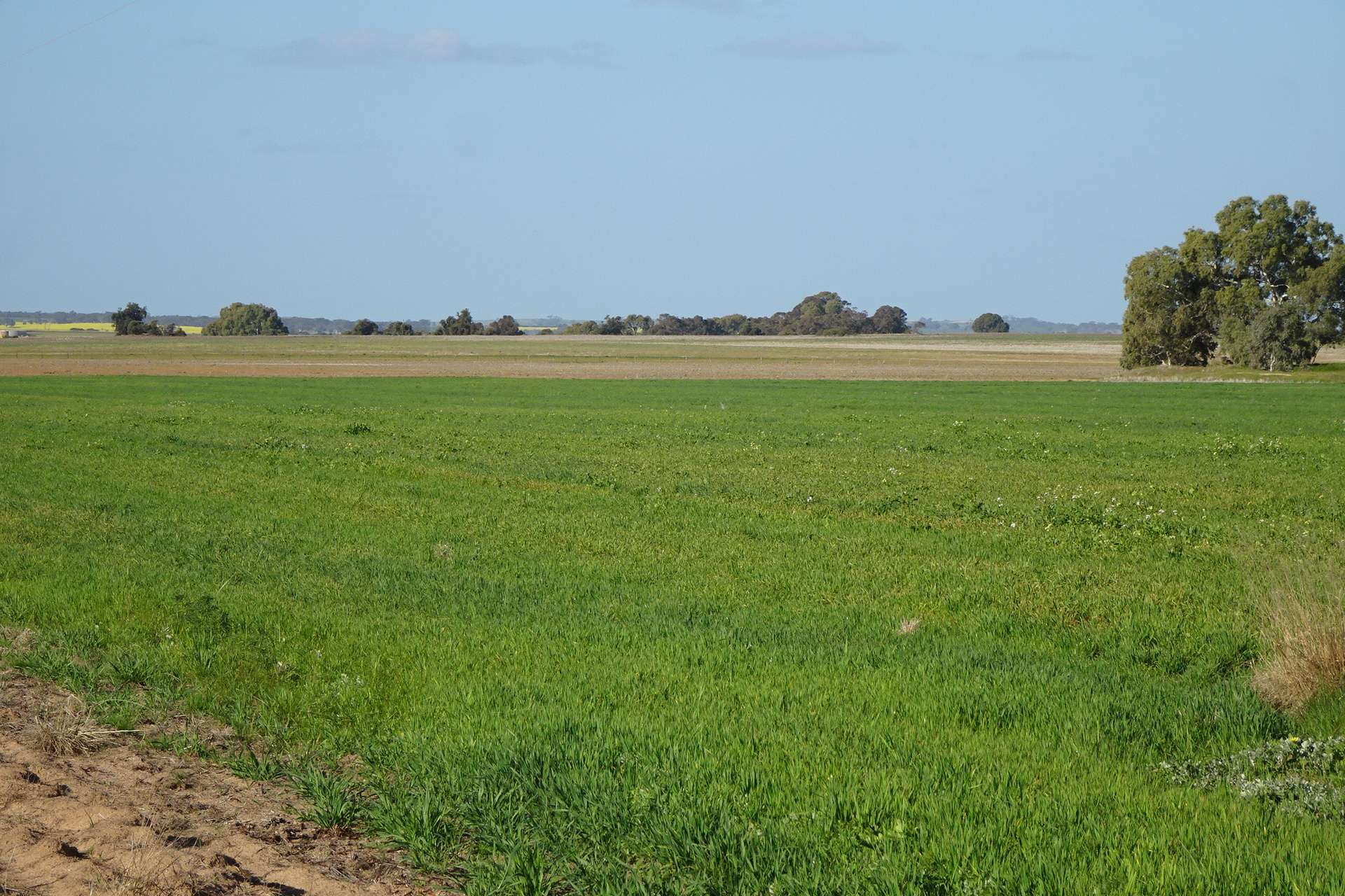 Lot 702 Dale Kokeby Road, Kokeby For Sale by Farmbuy.com - image 8