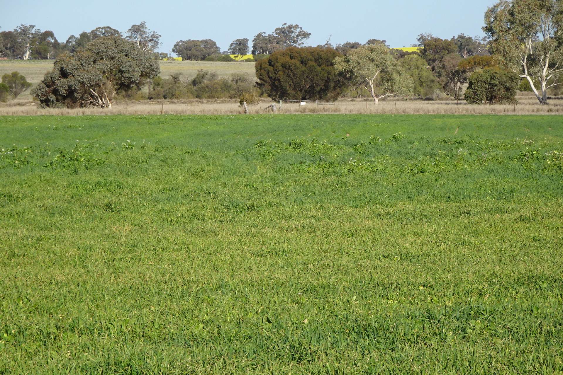 Lot 702 Dale Kokeby Road, Kokeby For Sale by Farmbuy.com - image 5