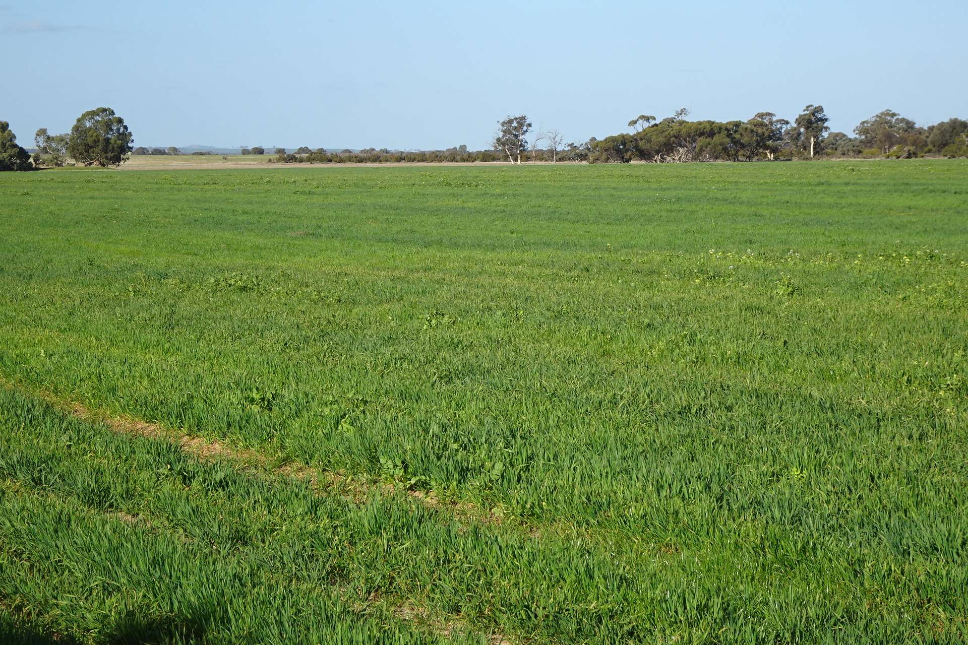 Lot 702 Dale Kokeby Road, Kokeby For Sale by Farmbuy.com - image 4