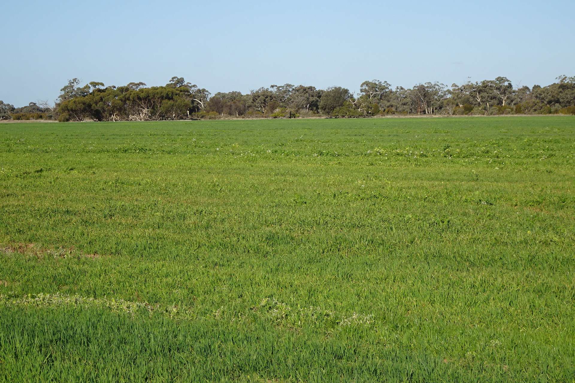 Lot 702 Dale Kokeby Road, Kokeby For Sale by Farmbuy.com - image 7