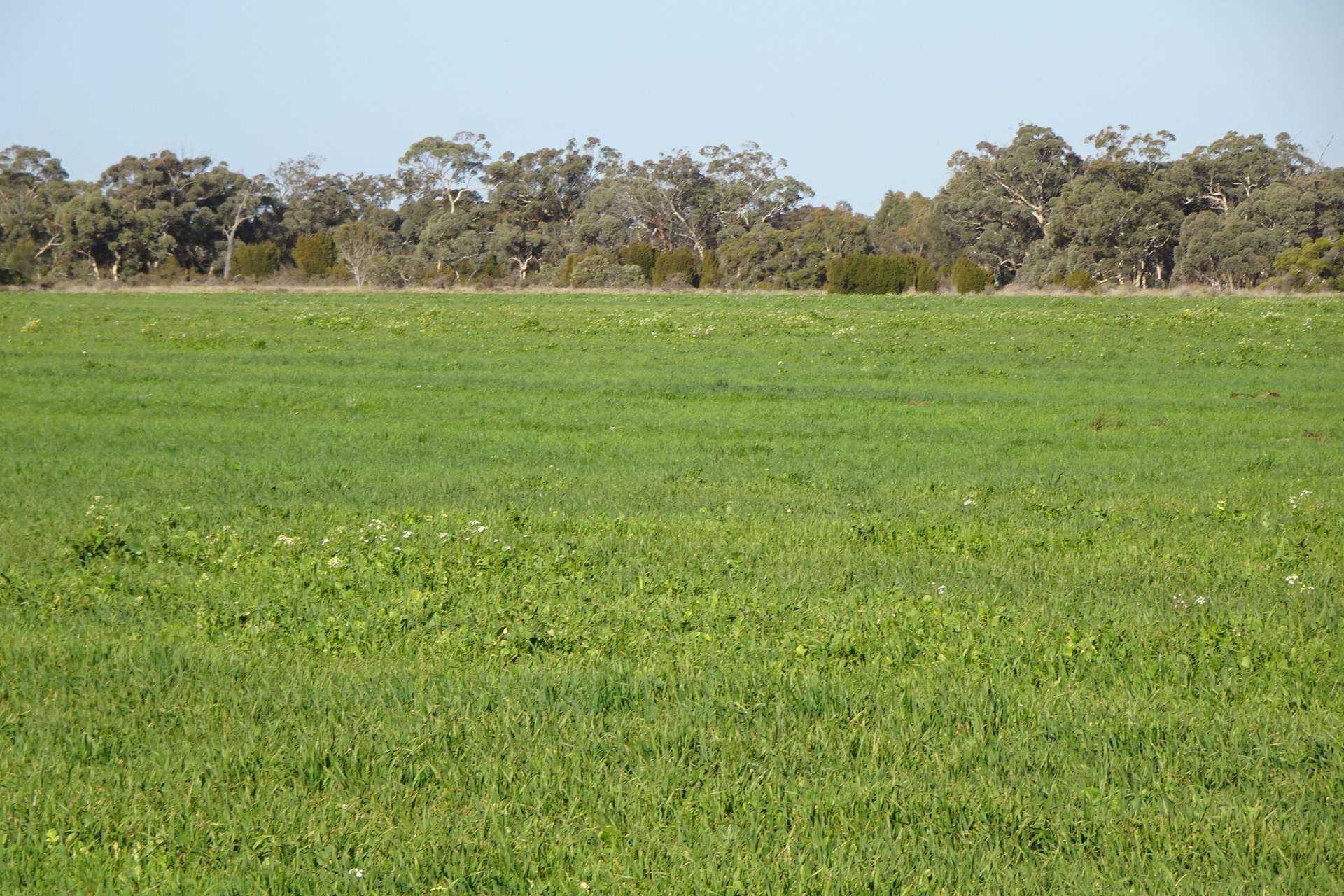Lot 702 Dale Kokeby Road, Kokeby For Sale by Farmbuy.com - image 3