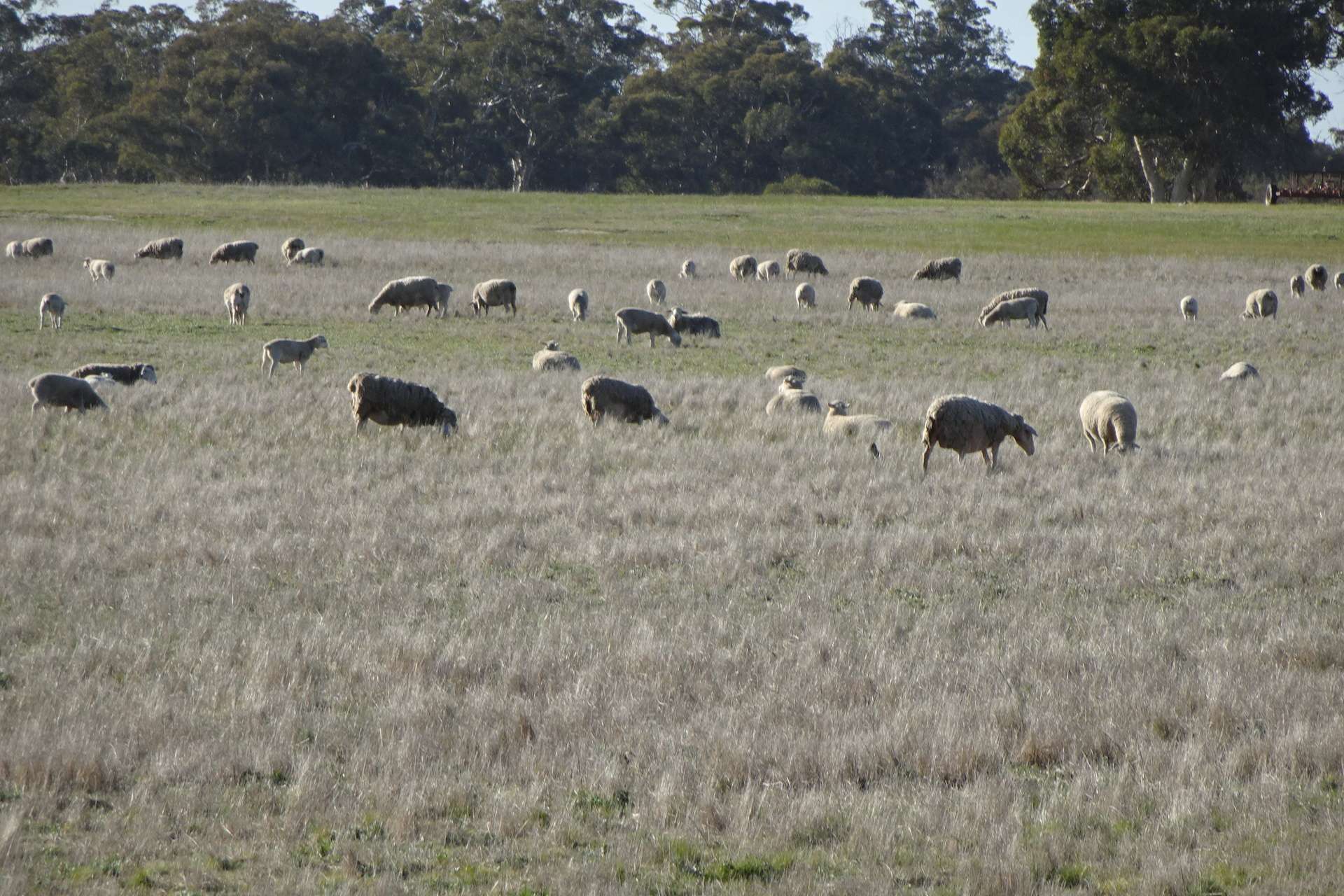 Lot 702 Dale Kokeby Road, Kokeby For Sale by Farmbuy.com - image 18