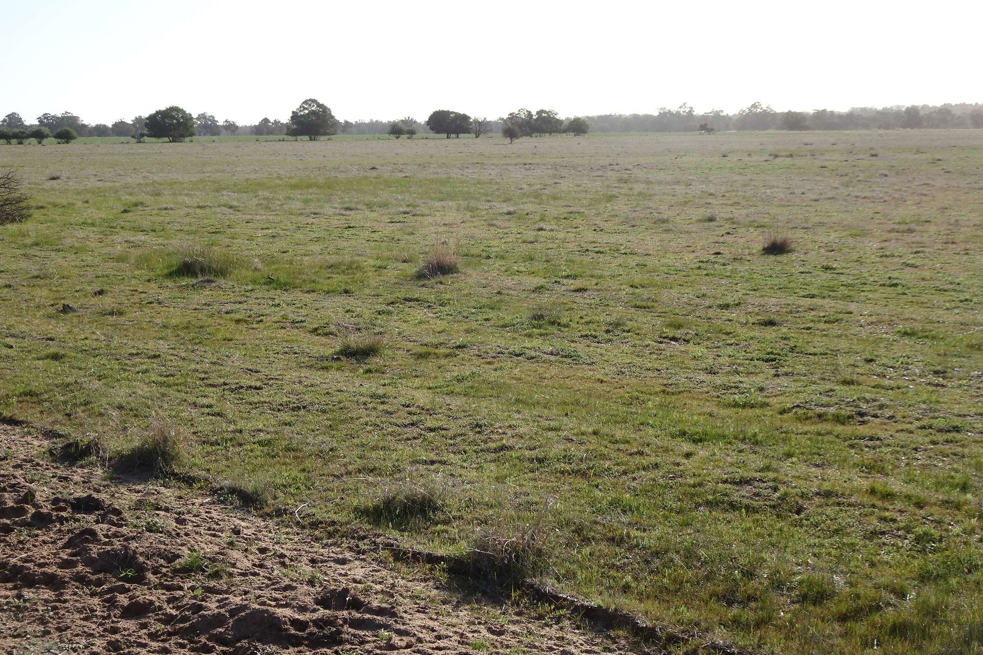 Lot 702 Dale Kokeby Road, Kokeby For Sale by Farmbuy.com - image 12