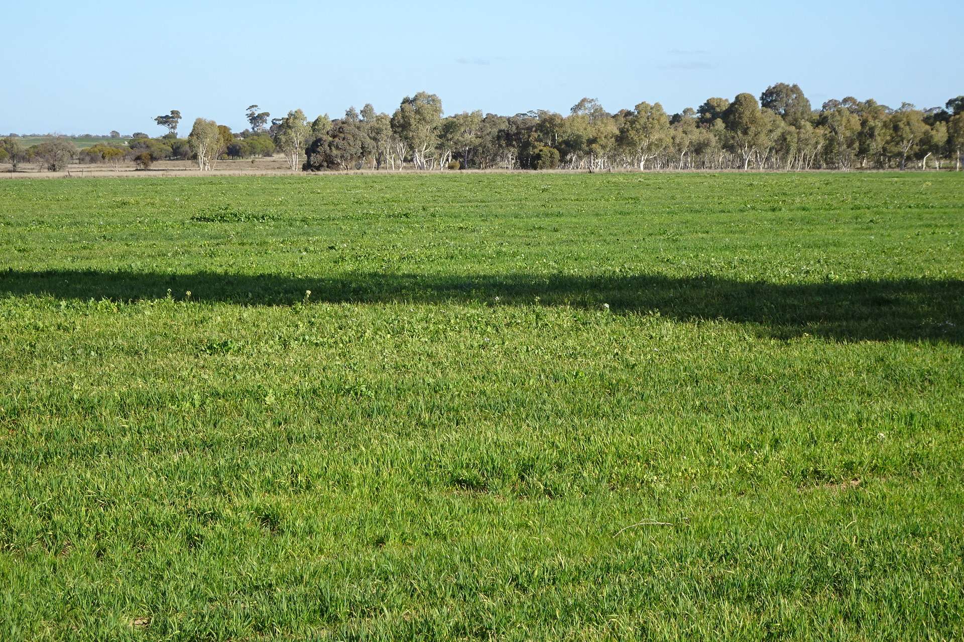 Lot 702 Dale Kokeby Road, Kokeby For Sale by Farmbuy.com - image 9