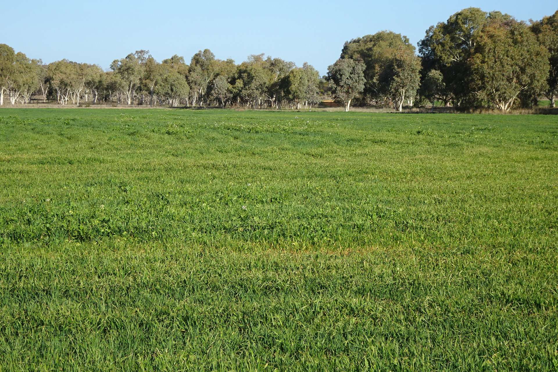 Lot 702 Dale Kokeby Road, Kokeby For Sale by Farmbuy.com - image 6