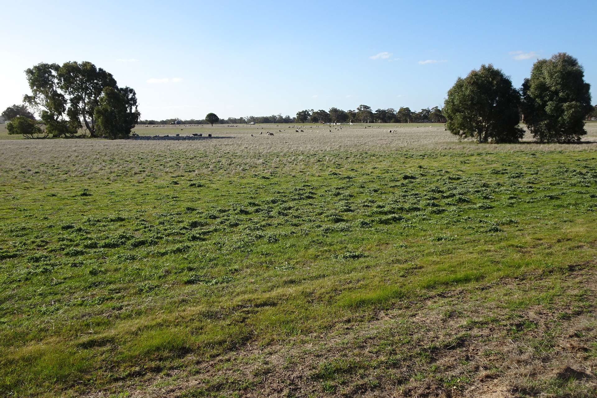 Lot 702 Dale Kokeby Road, Kokeby For Sale by Farmbuy.com - image 13