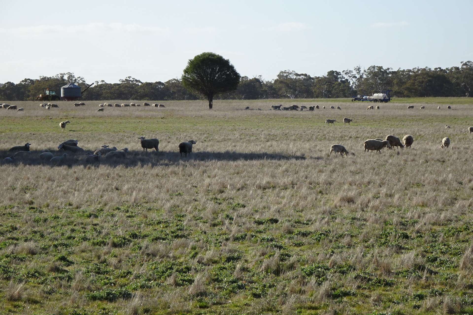 Lot 702 Dale Kokeby Road, Kokeby For Sale by Farmbuy.com - image 2