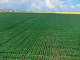'Barunga West' Tower View Road, Wokurna For Sale by Ray White Rural South Australia 