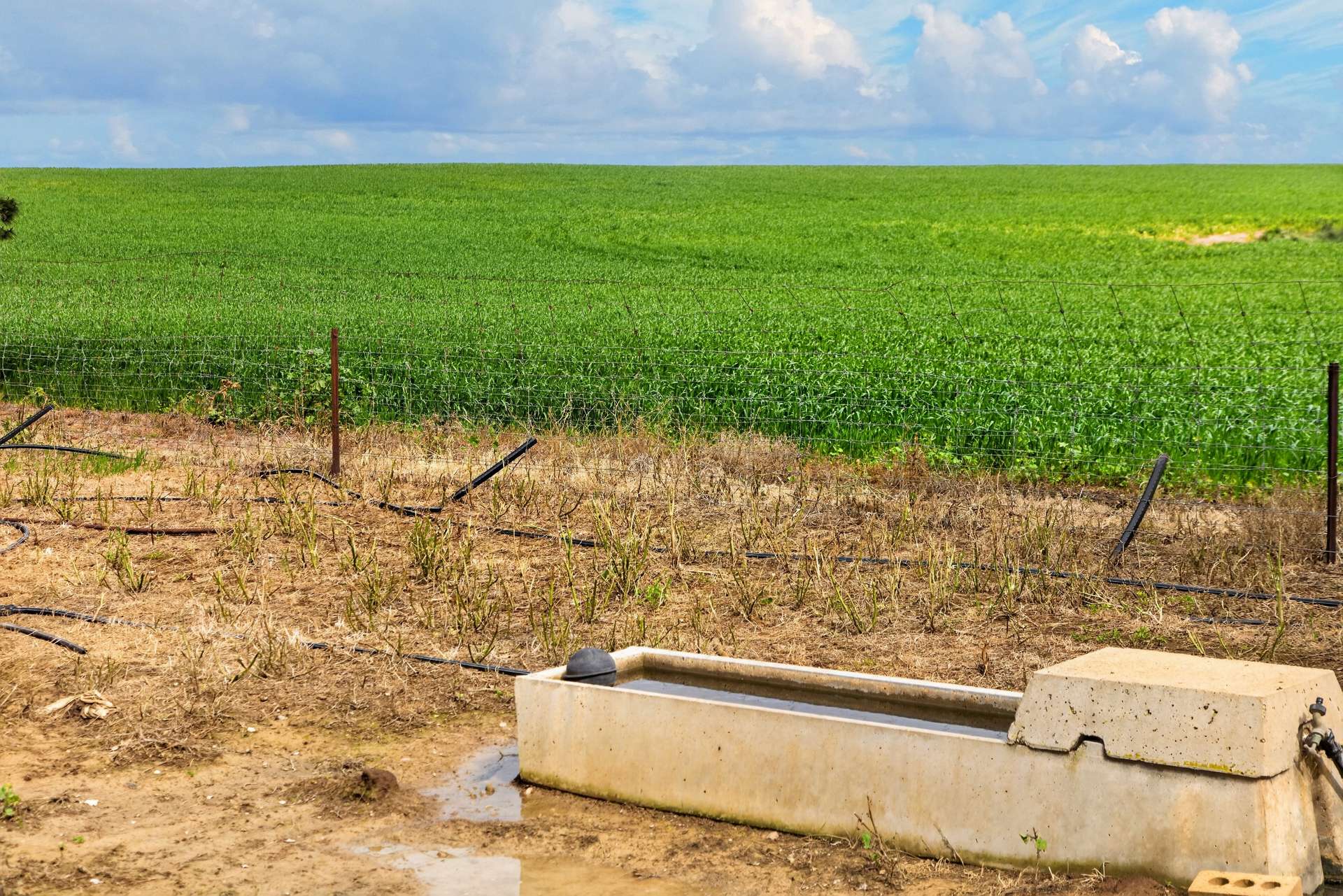 'Barunga West' Tower View Road, Wokurna For Sale by Farmbuy.com - image 10