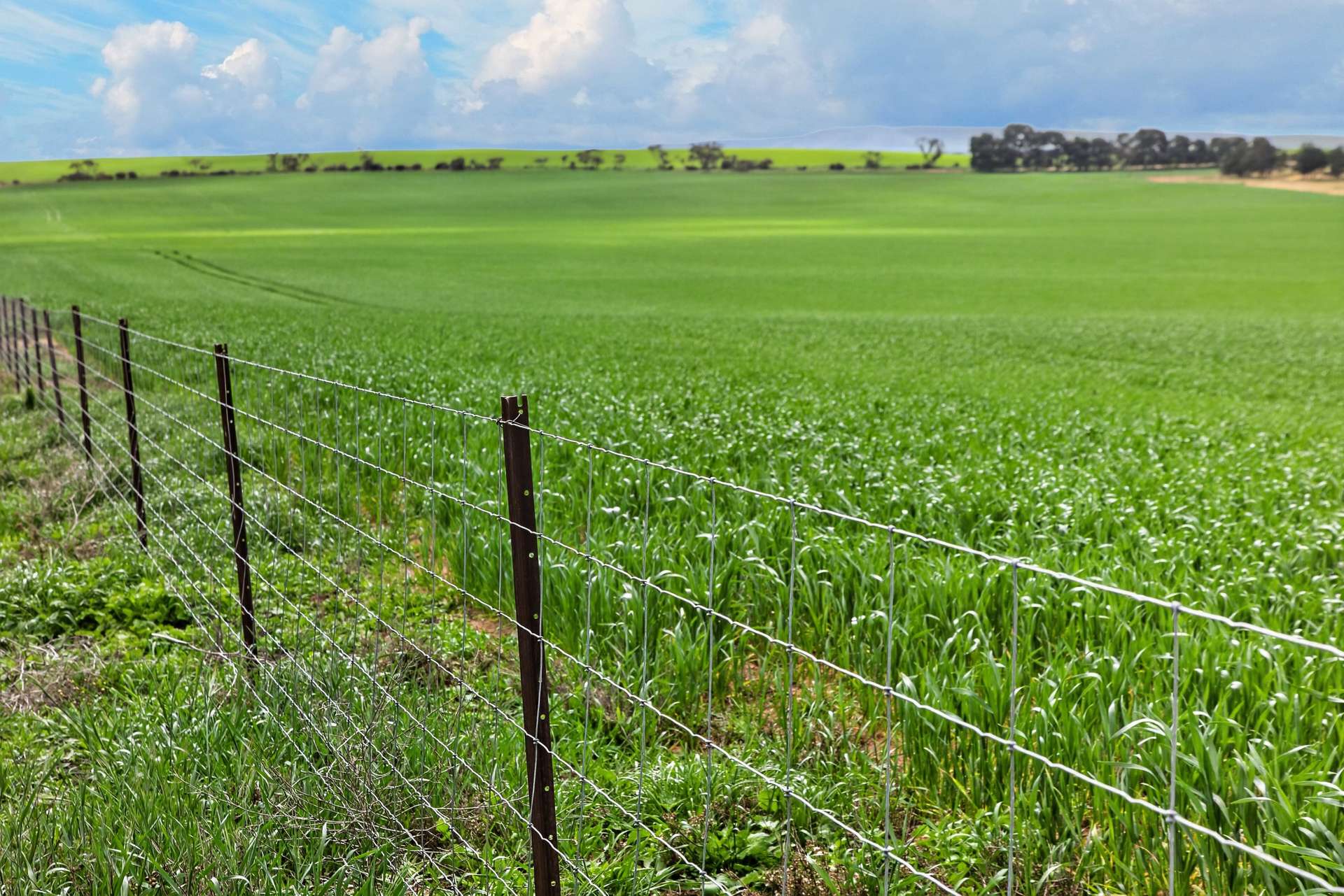 'Barunga West' Tower View Road, Wokurna For Sale by Farmbuy.com - image 9