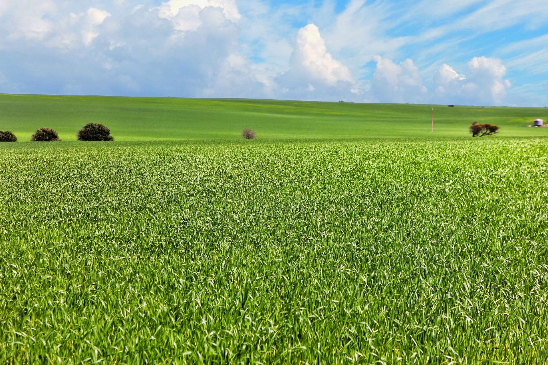 'Barunga West' Tower View Road, Wokurna For Sale by Farmbuy.com - image 2