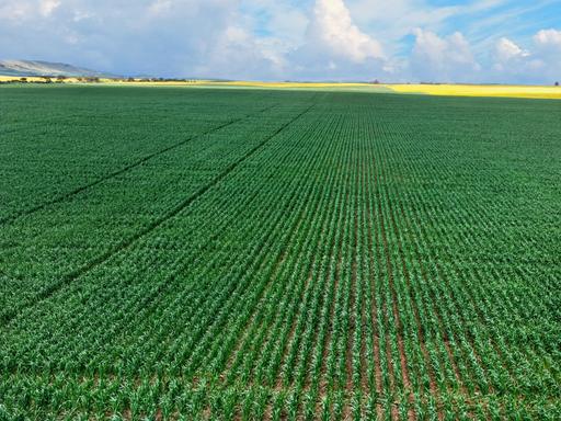 Farm For Sale - SA - Wokurna - 5520 - 120 Years in the Making - Quality Northern Yorke Peninsula Cropping 