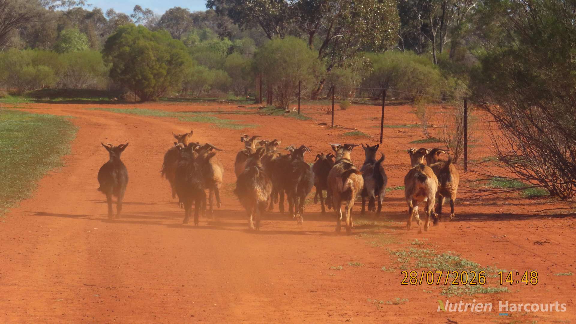 * Cooneybar Station, Cobar For Sale by Farmbuy.com - image 26