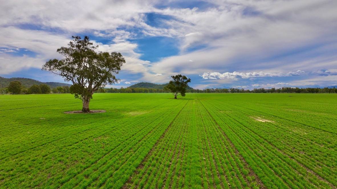 177 Therribri Road, Boggabri For Sale by Farmbuy.com - image 2