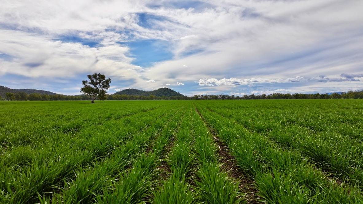 177 Therribri Road, Boggabri For Sale by Farmbuy.com - image 6