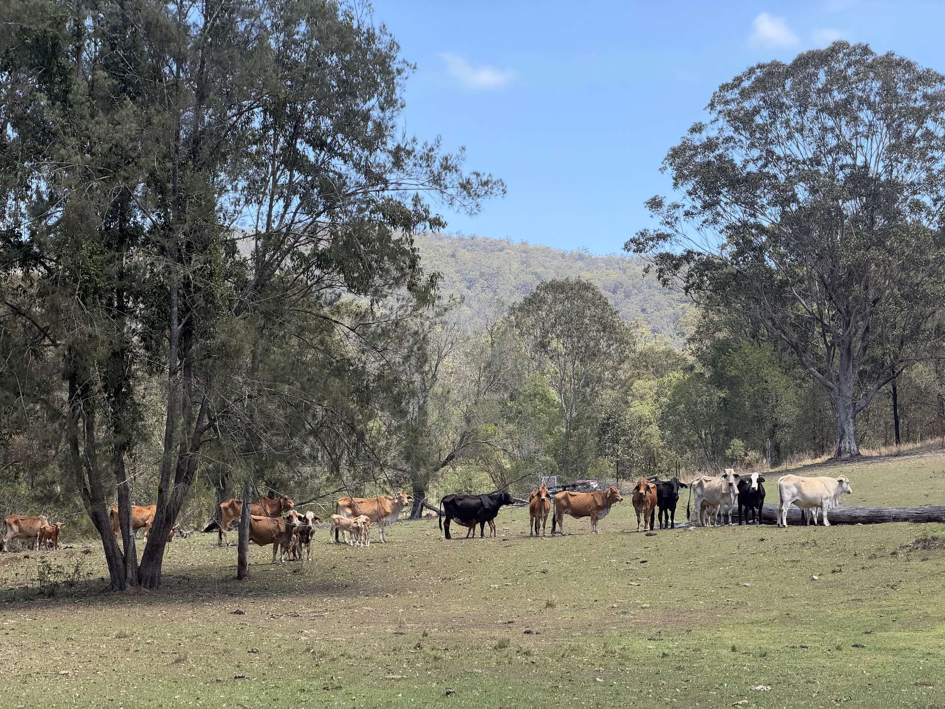 2310 Amamoor Creek Road, Amamoor Creek For Sale by Farmbuy.com - image 21