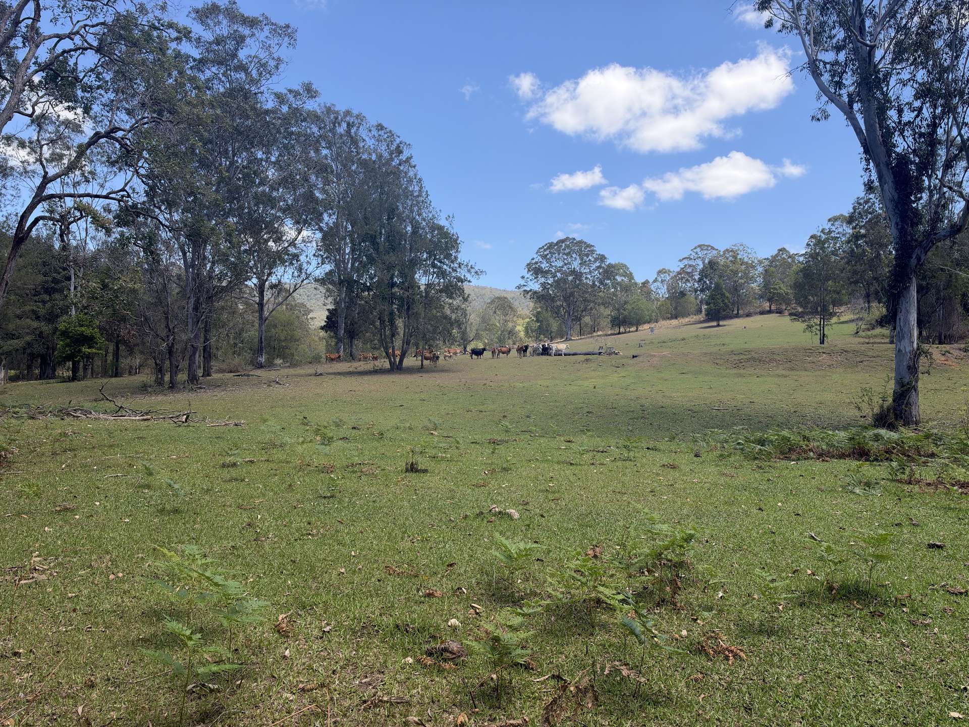 2310 Amamoor Creek Road, Amamoor Creek For Sale by Farmbuy.com - image 29