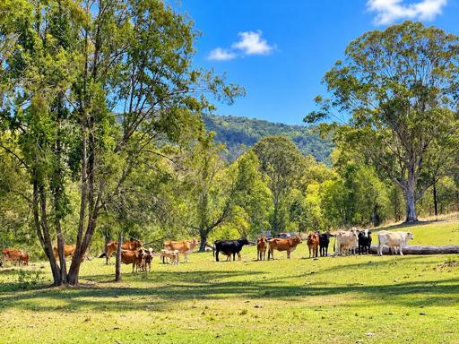 Farm For Sale - QLD - Amamoor Creek - 4570 - A LITTLE FURTHER OUT ... AND THAT'S THE POINT 